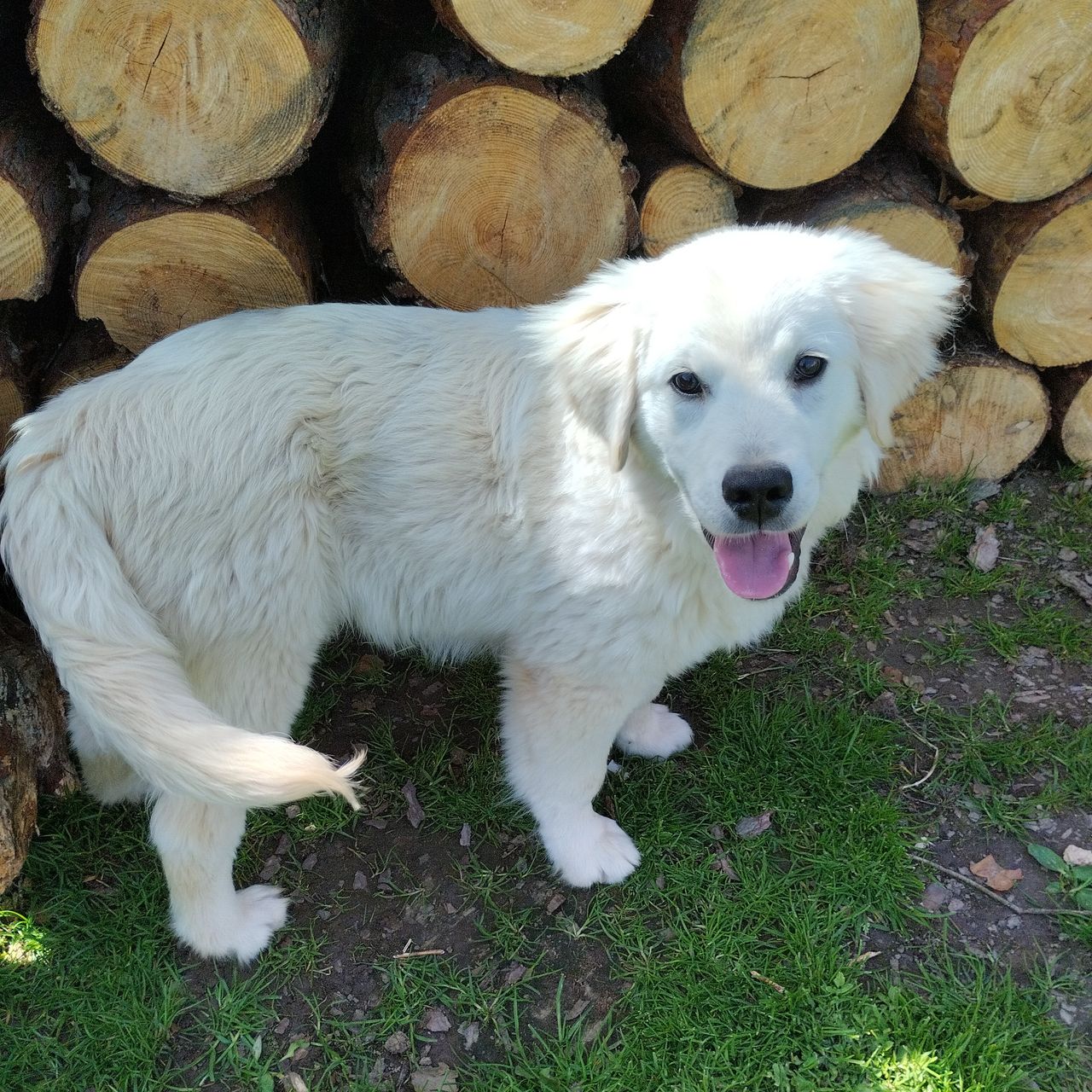 Soutěžní fotografie - Max,  Zlatý retriever