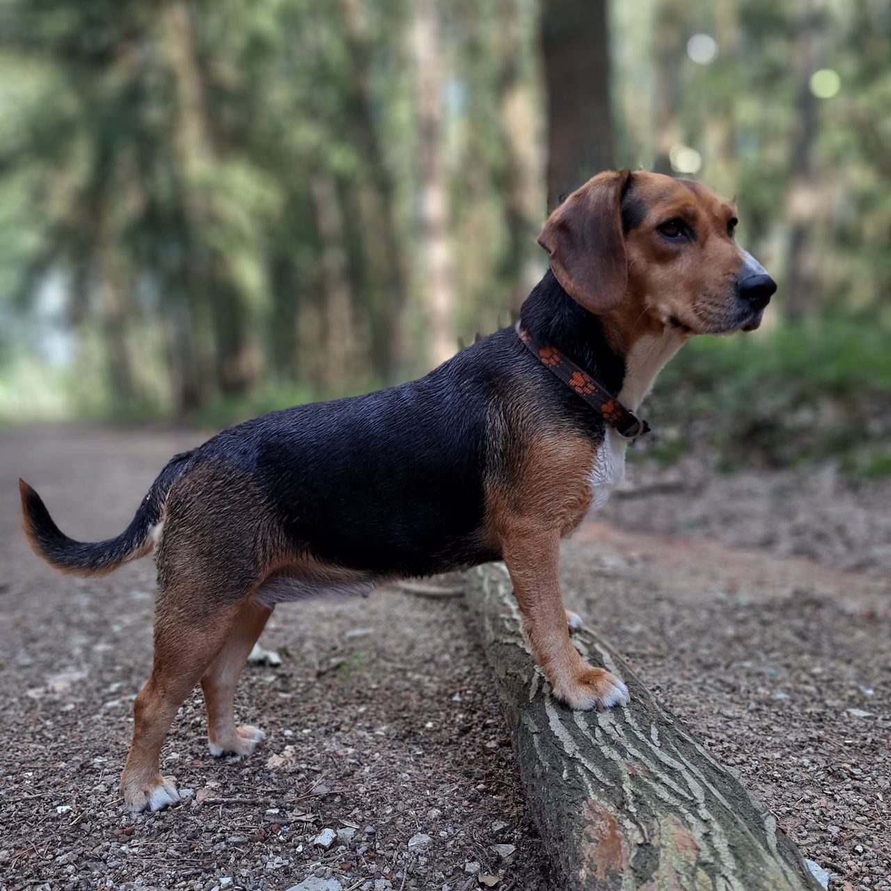 Soutěžní fotografie - Nela,  Ostatní