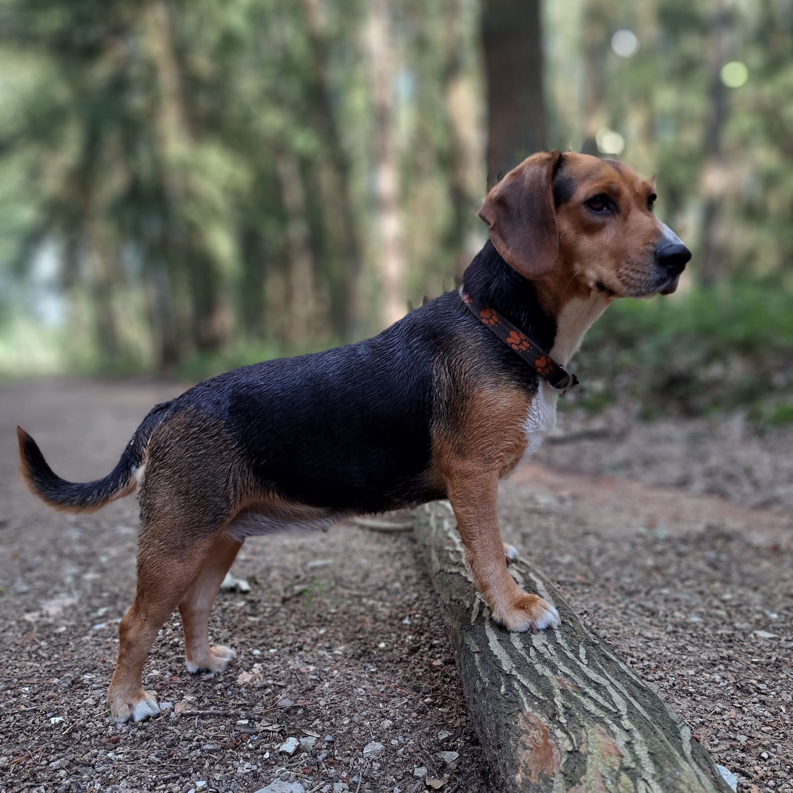Soutěžní fotografie - Nela,  Ostatní