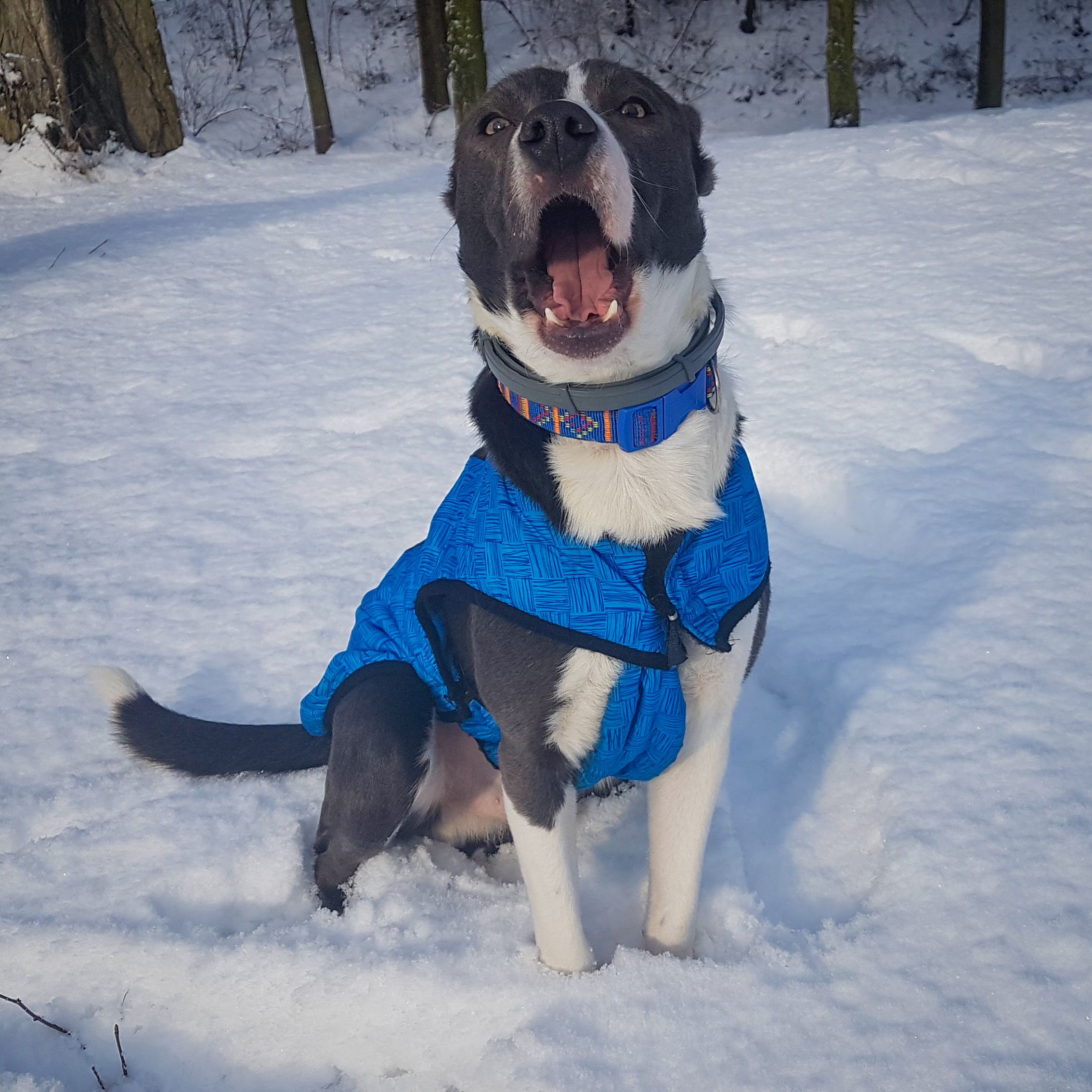 Soutěžní fotografie - Bailey,  Ostatní