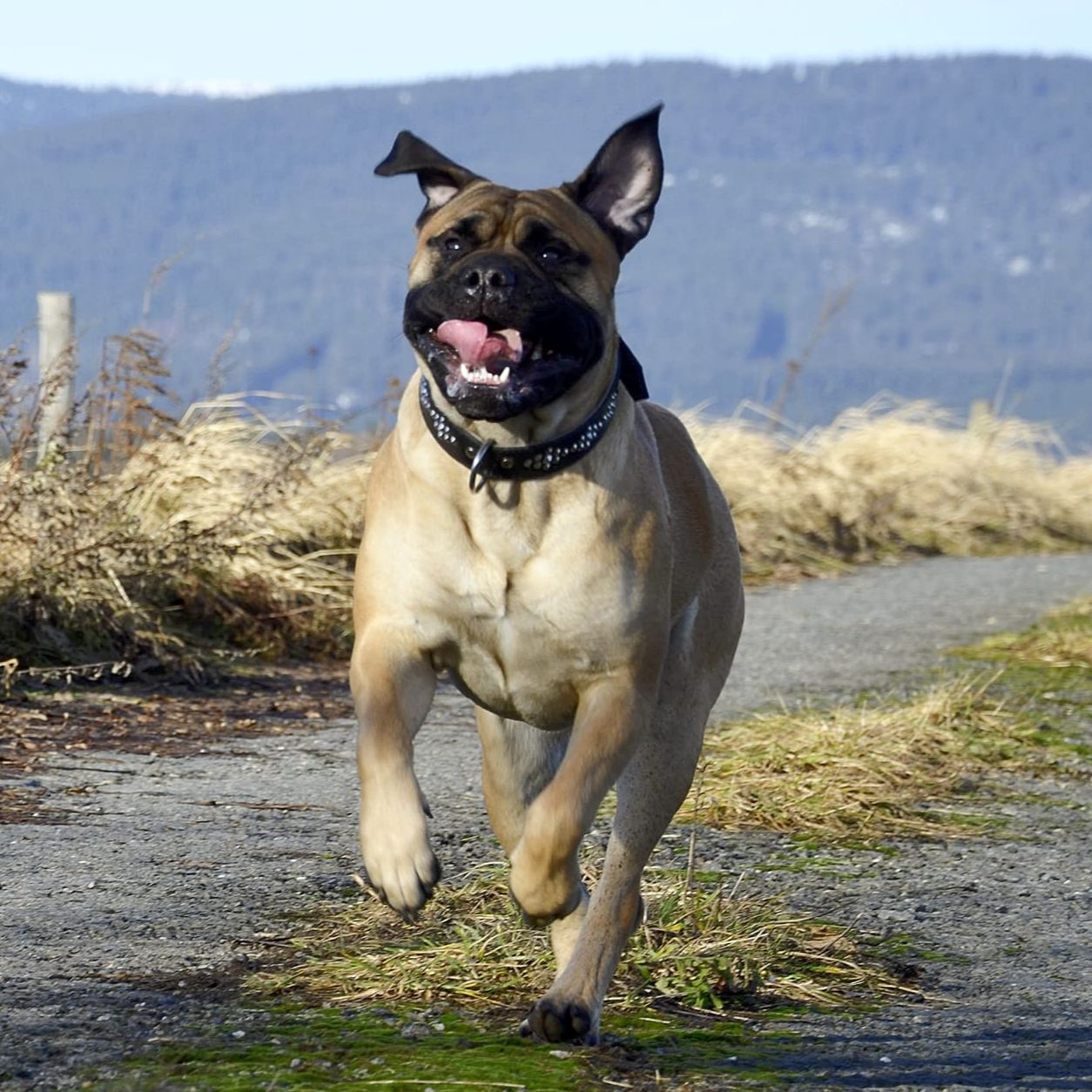 Soutěžní fotografie - Roxie,  Bullmastif