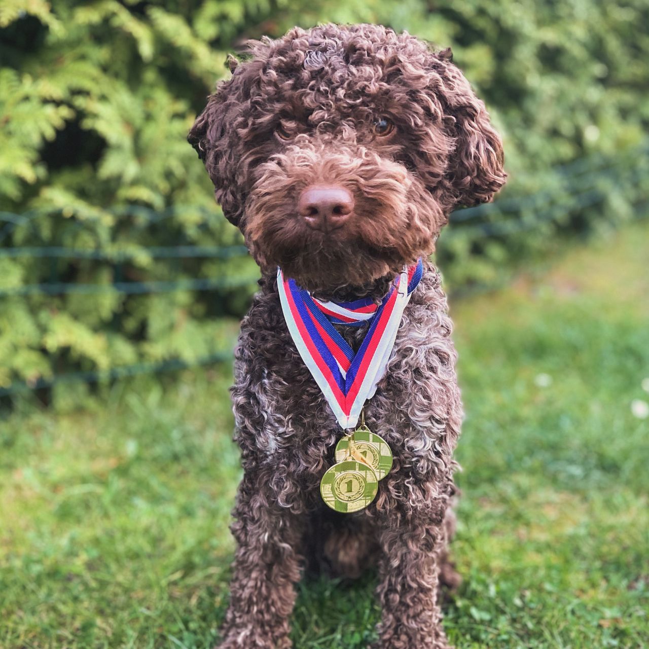 Soutěžní fotografie - Riley,  Lagotto romagnolo