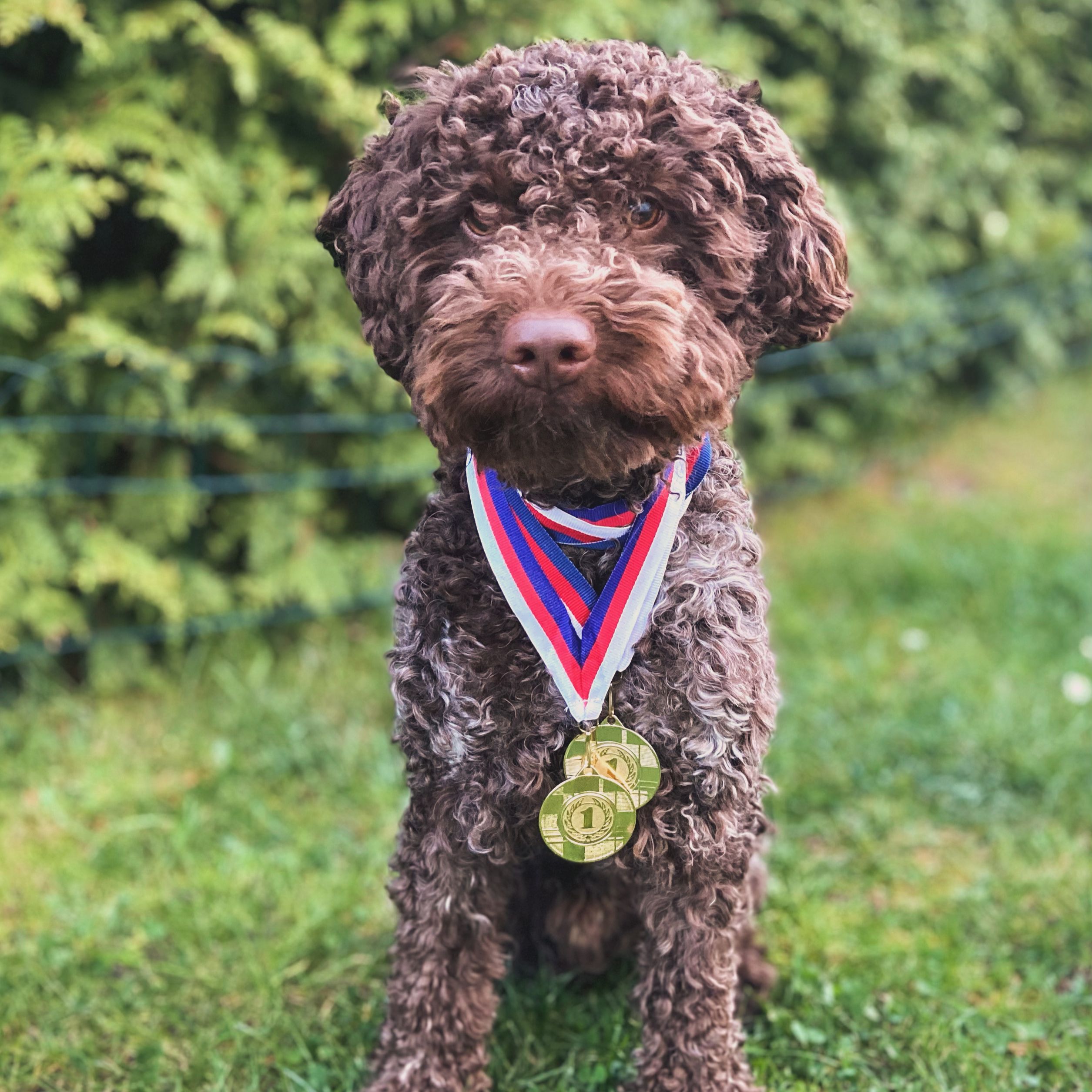 Soutěžní fotografie - Riley,  Lagotto romagnolo