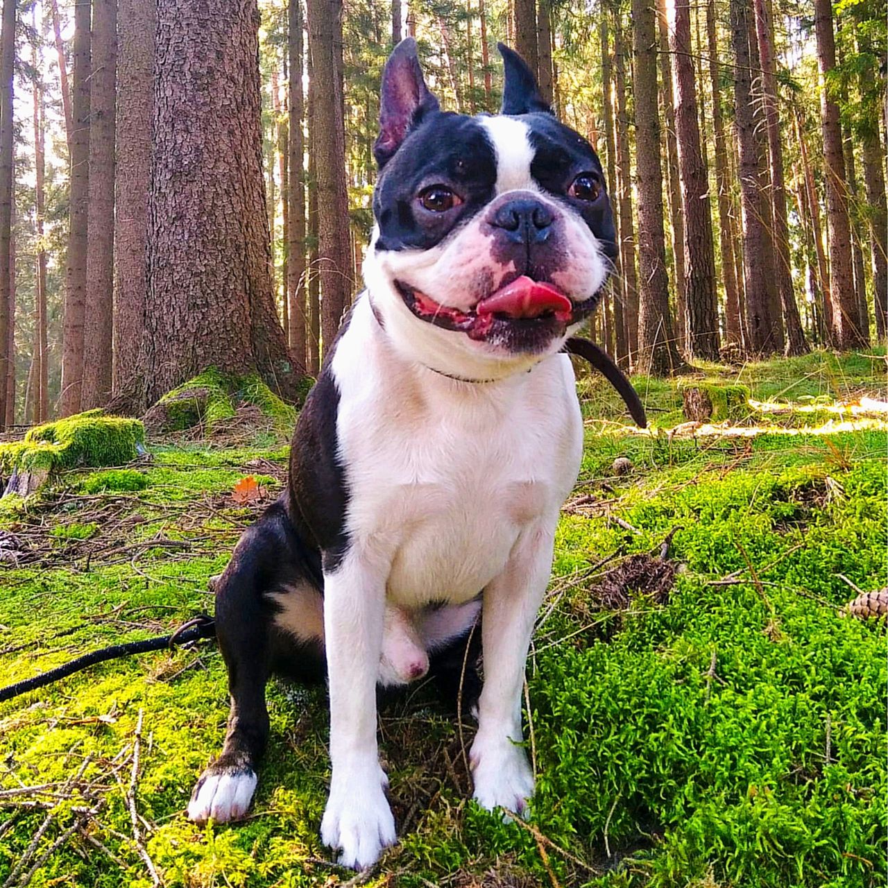 Soutěžní fotografie - Toby,  Bostonský terier