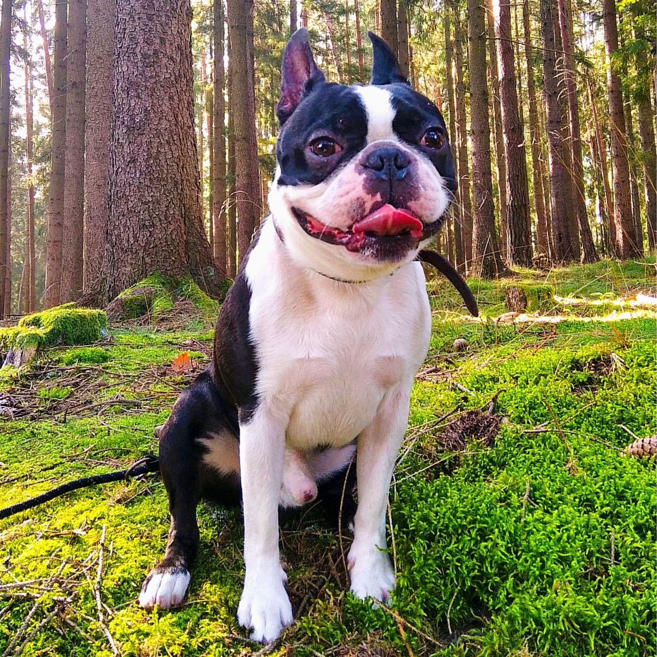 Soutěžní fotografie - Toby,  Bostonský terier