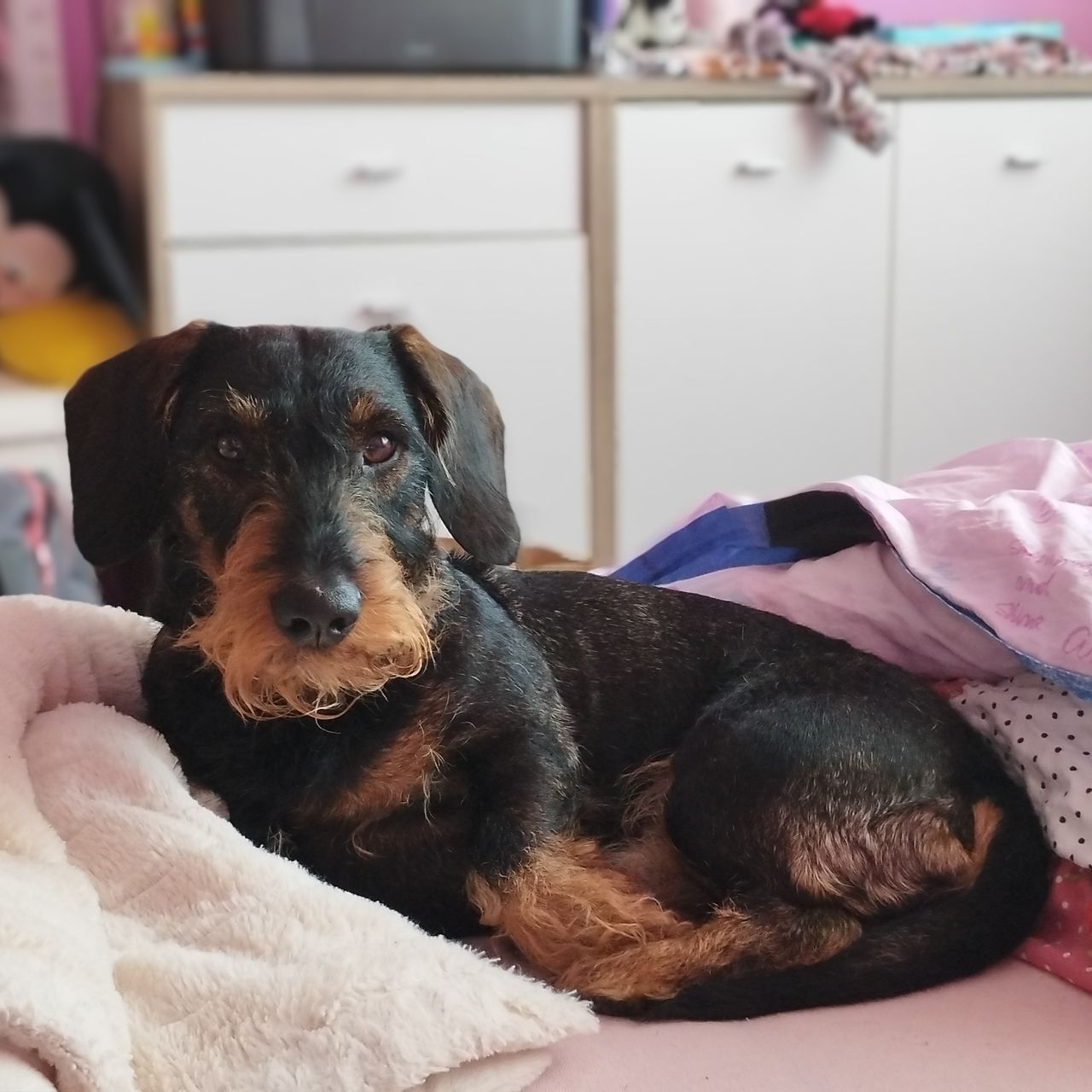 Soutěžní fotografie - Archie ,  Jezevčík
