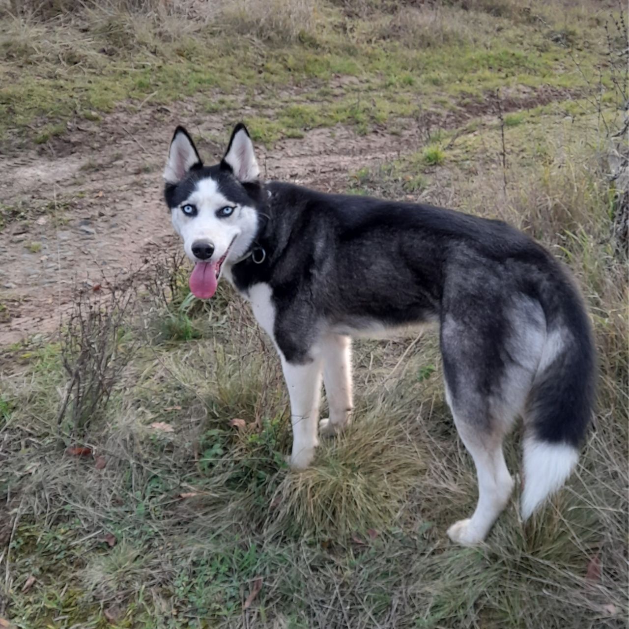Soutěžní fotografie - JESSIE,  Sibiřský husky