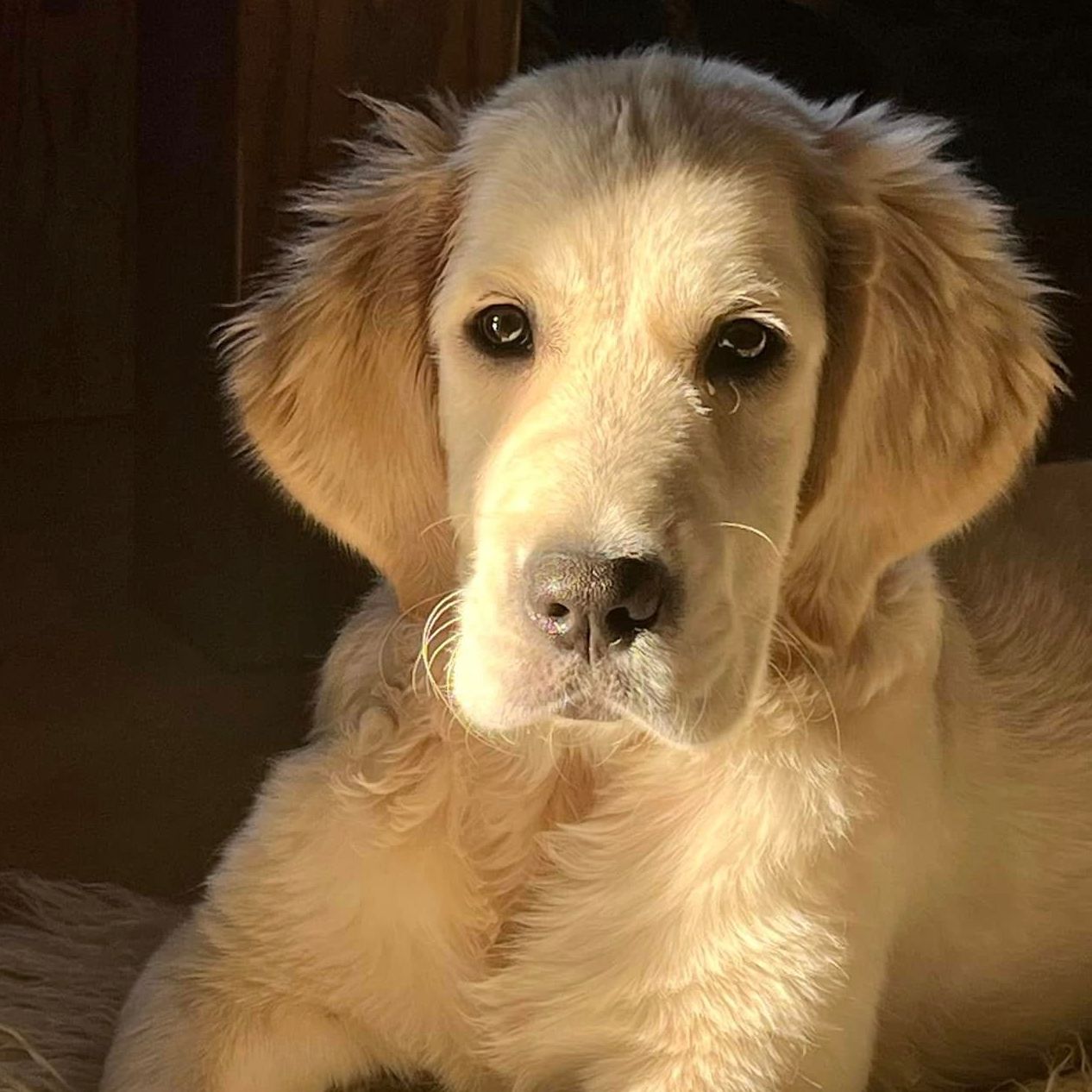 Soutěžní fotografie - Lara,  Zlatý retriever