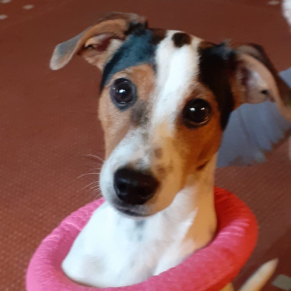 Soutěžní fotografie - Barunka,  Jack Russell Teriér