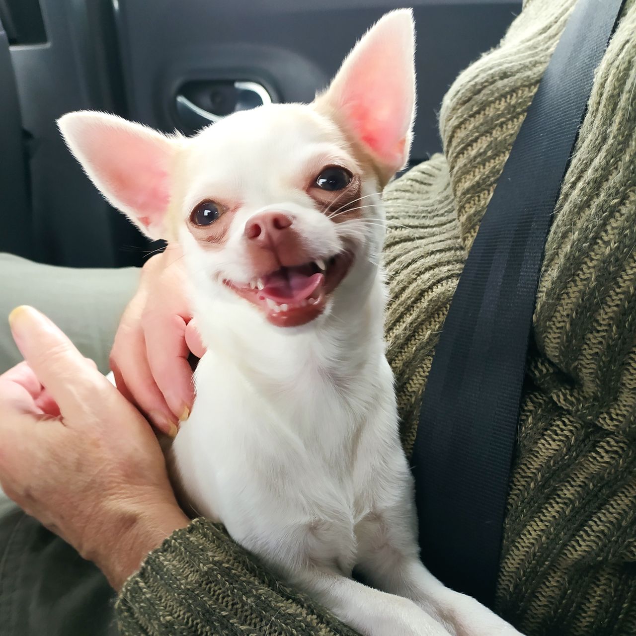 Soutěžní fotografie - Millie,  Čivava