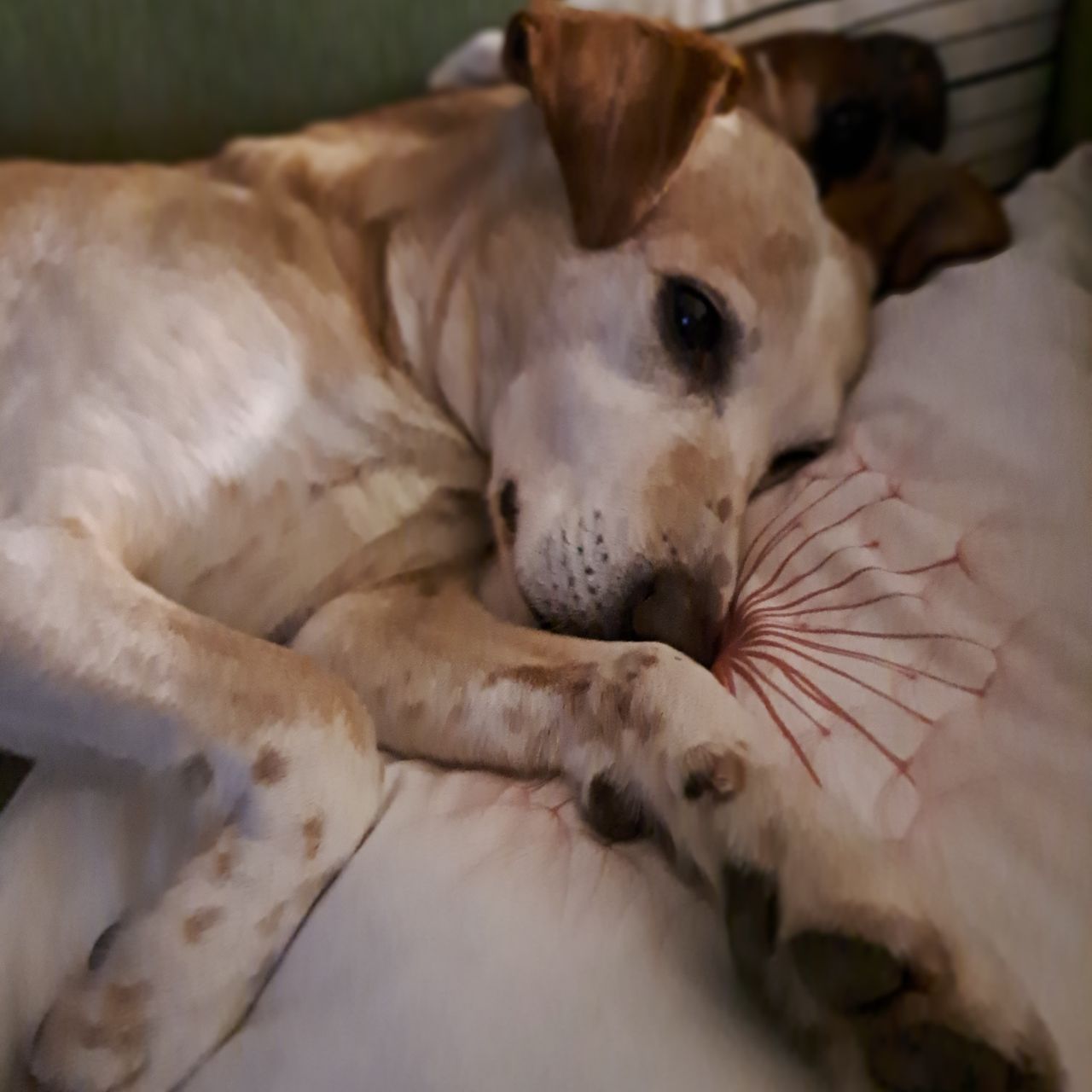 Soutěžní fotografie - Buddy,  Ostatní