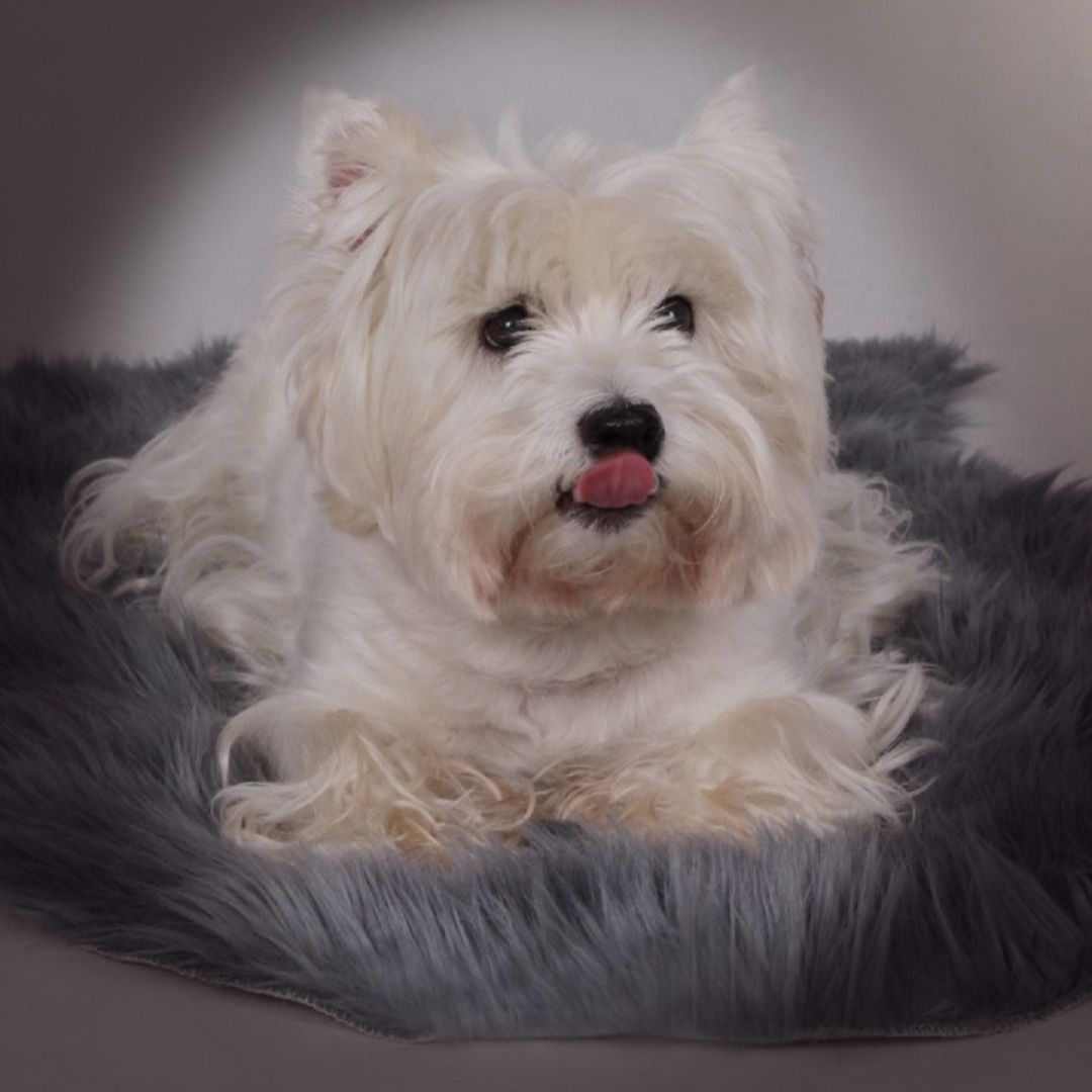 Soutěžní fotografie - Ynnuška,  West Highland White Terrier