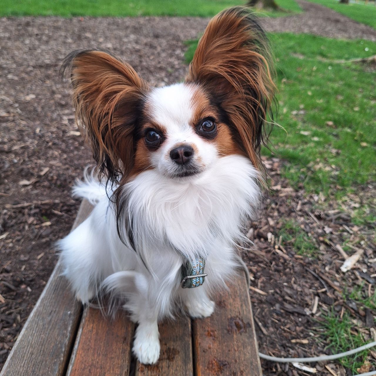 Soutěžní fotografie - Ebi,  Papillon