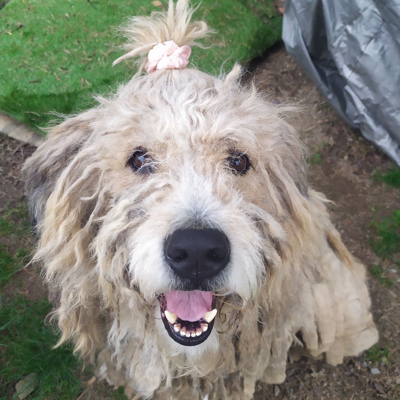 Soutěžní fotografie - Maxík,  Komondor
