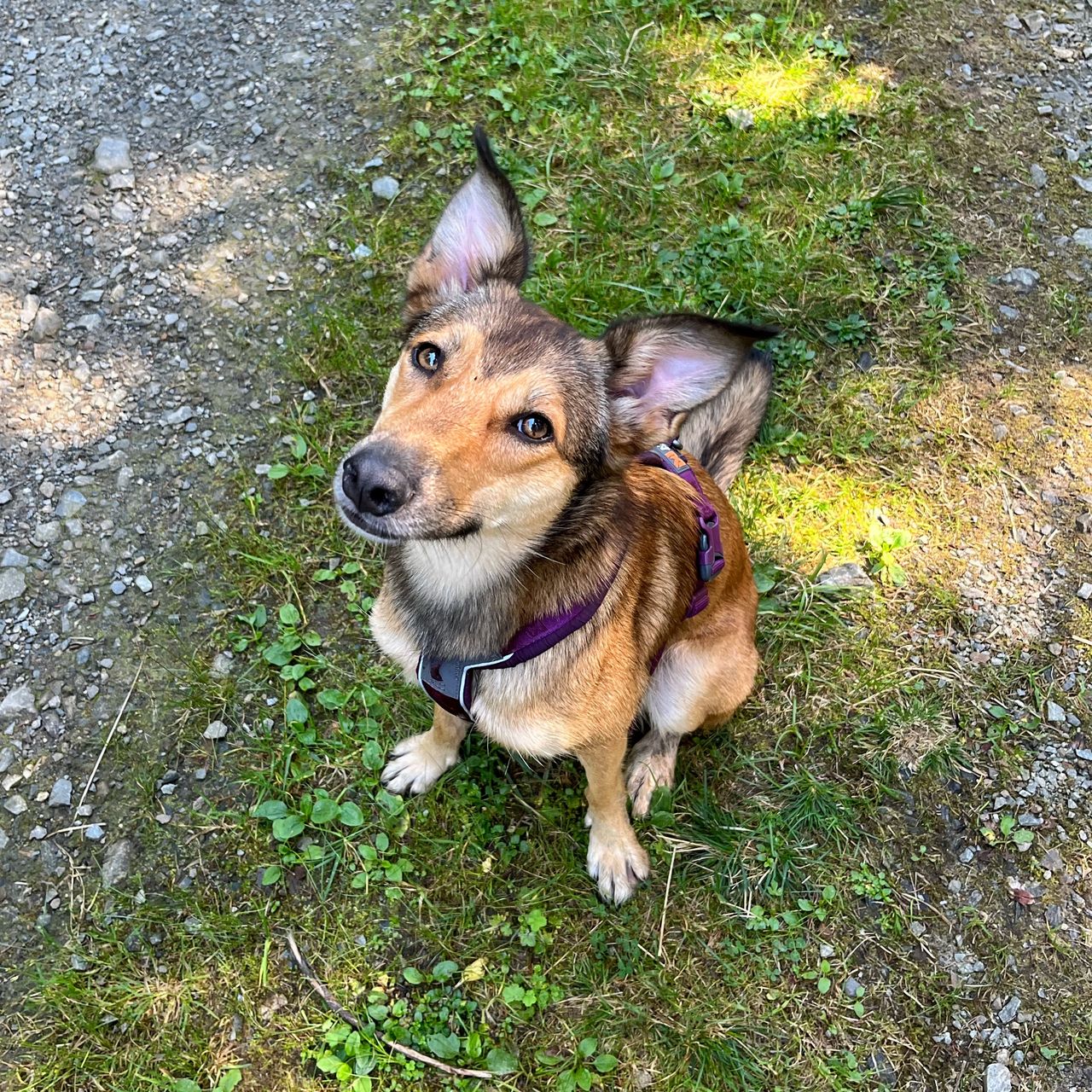 Soutěžní fotografie - Kiba,  Ostatní