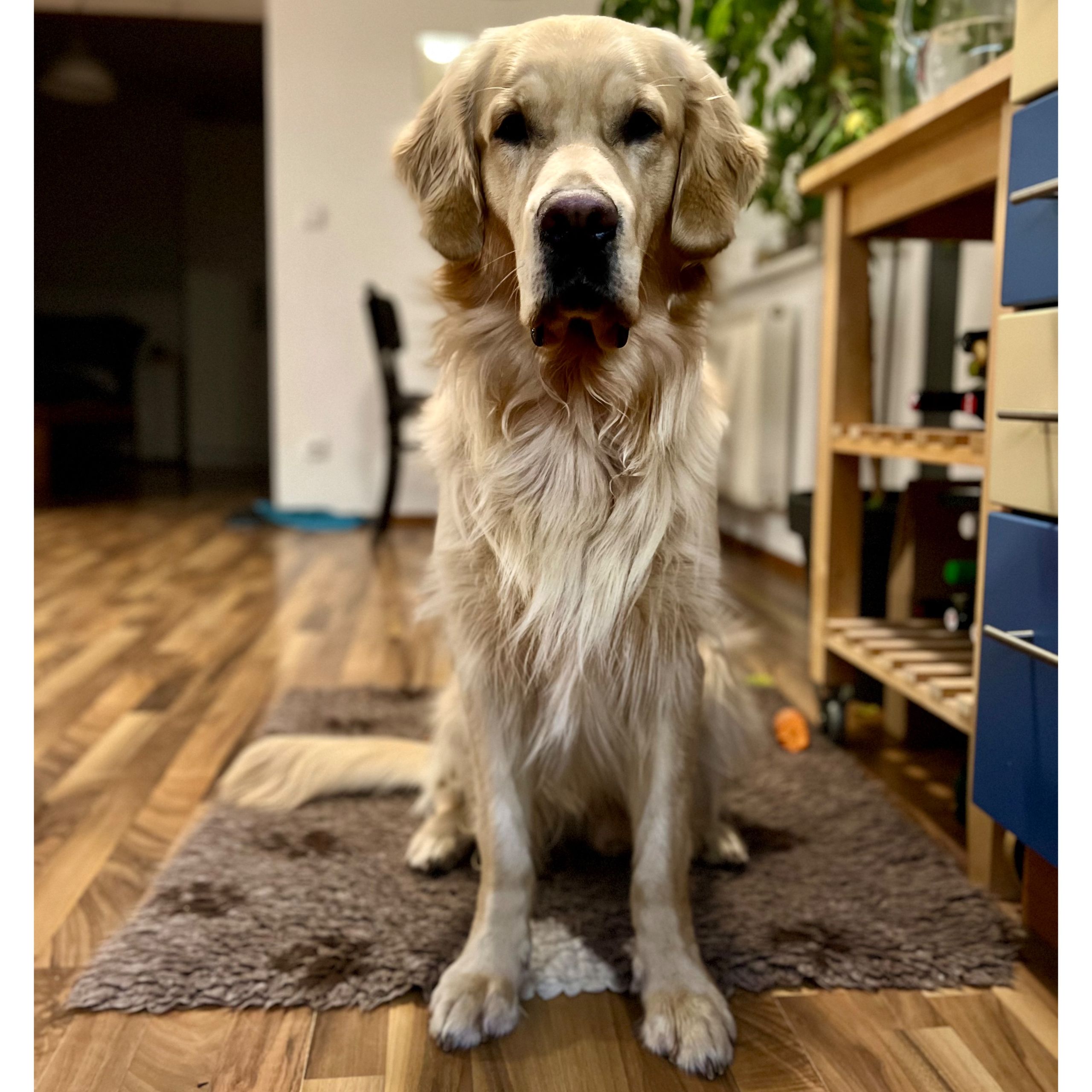 Soutěžní fotografie - Manfred,  Zlatý retriever
