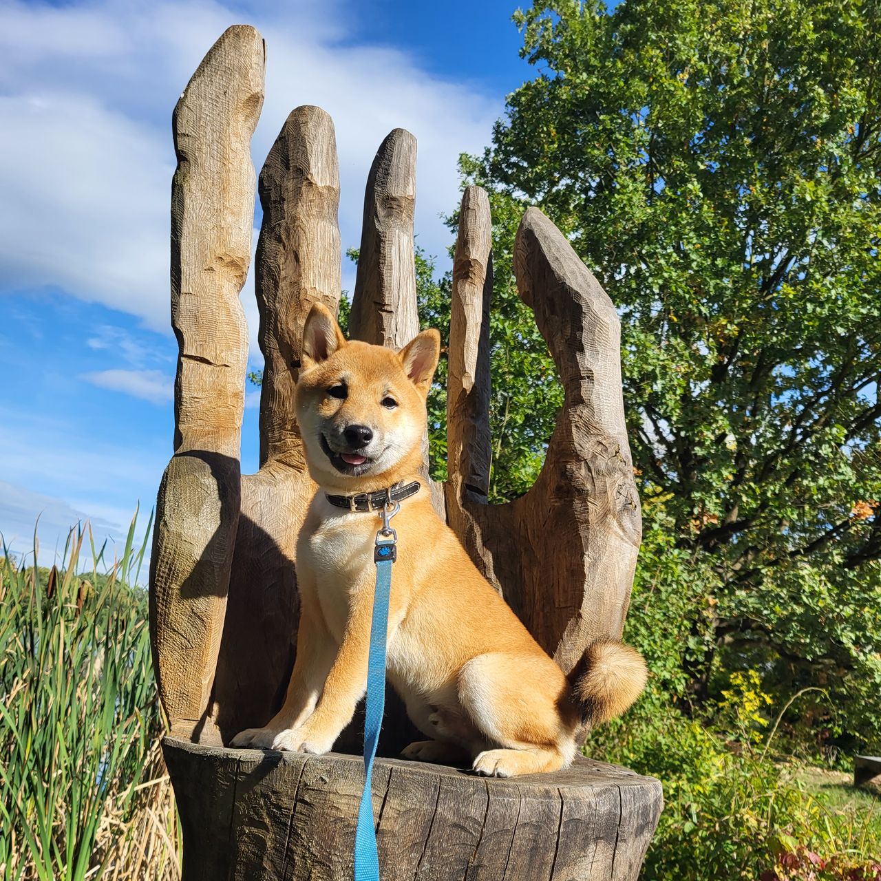 Soutěžní fotografie - Kiichi ,  Shiba