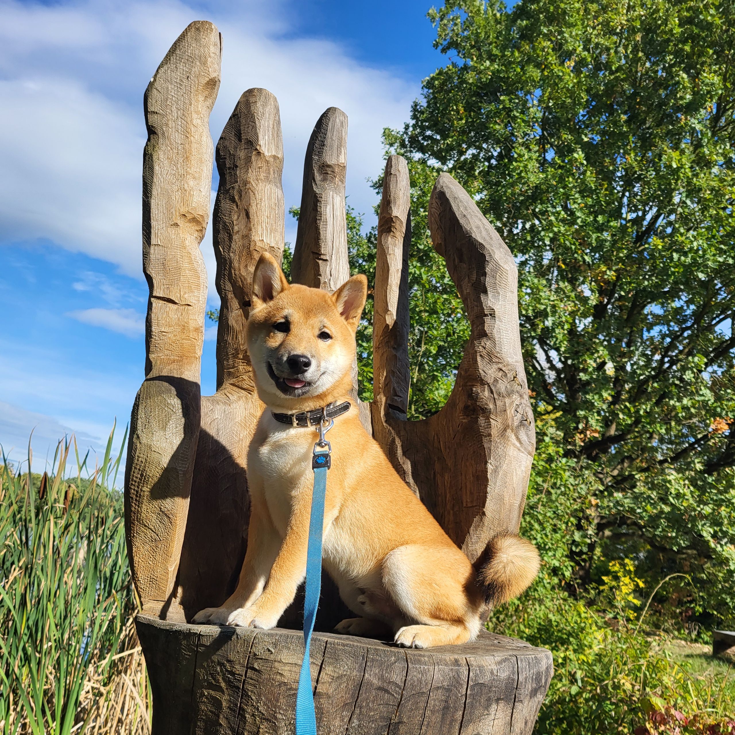 Soutěžní fotografie - Kiichi ,  Shiba
