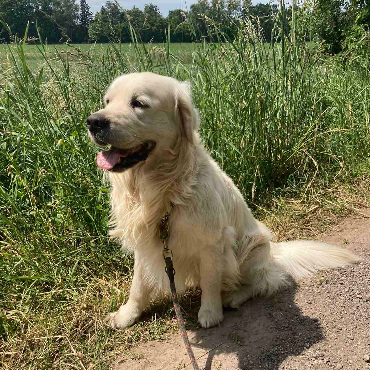Soutěžní fotografie - Sam,  Zlatý retriever