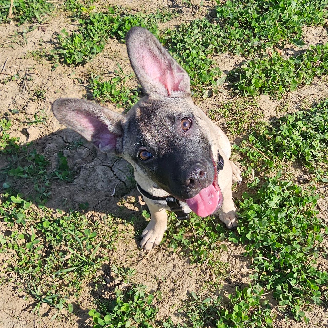 Soutěžní fotografie - Milo,  Ostatní
