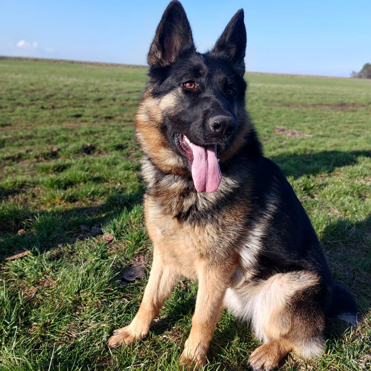 Soutěžní fotografie - Roxi,  Německý ovčák