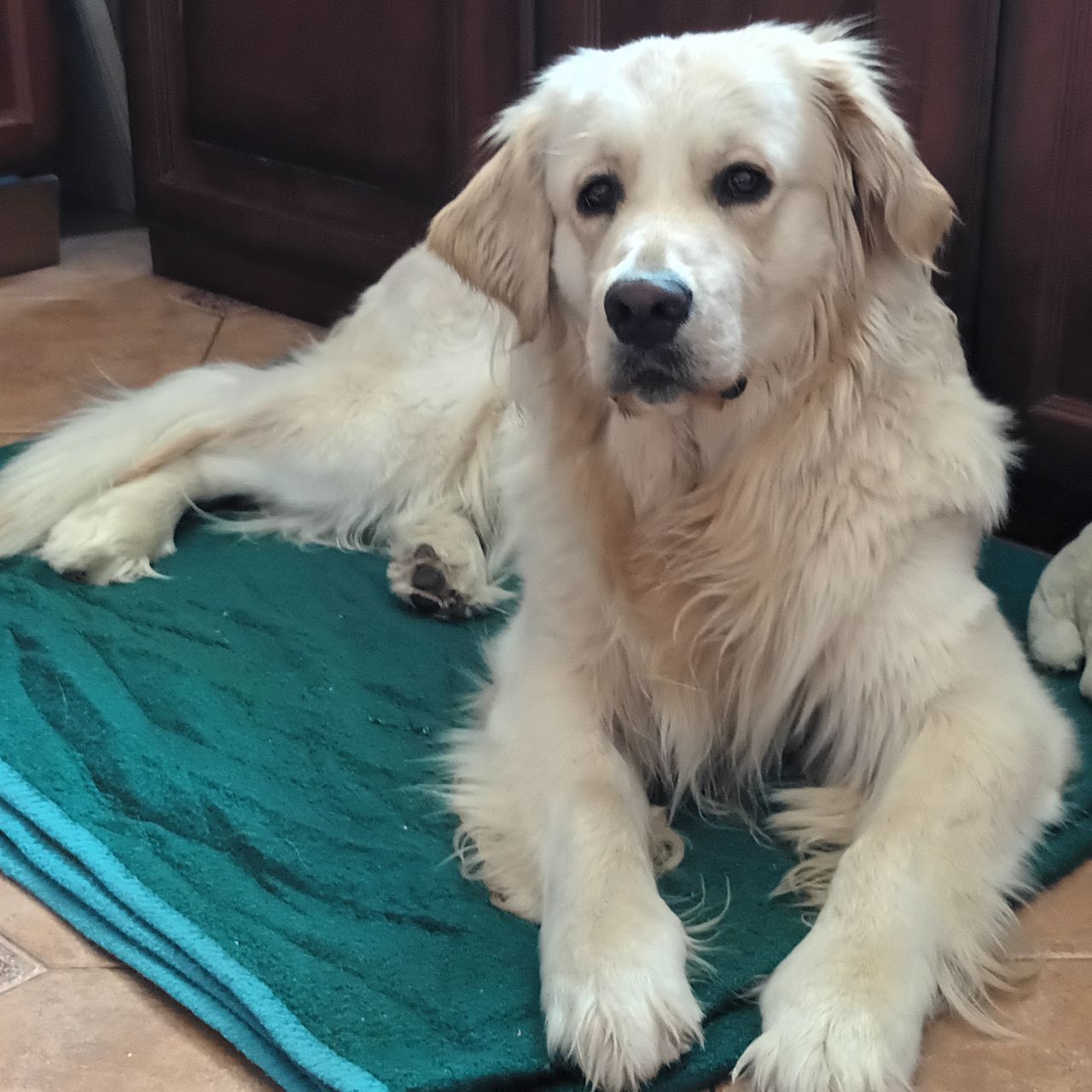 Soutěžní fotografie - Buddy,  Zlatý retriever