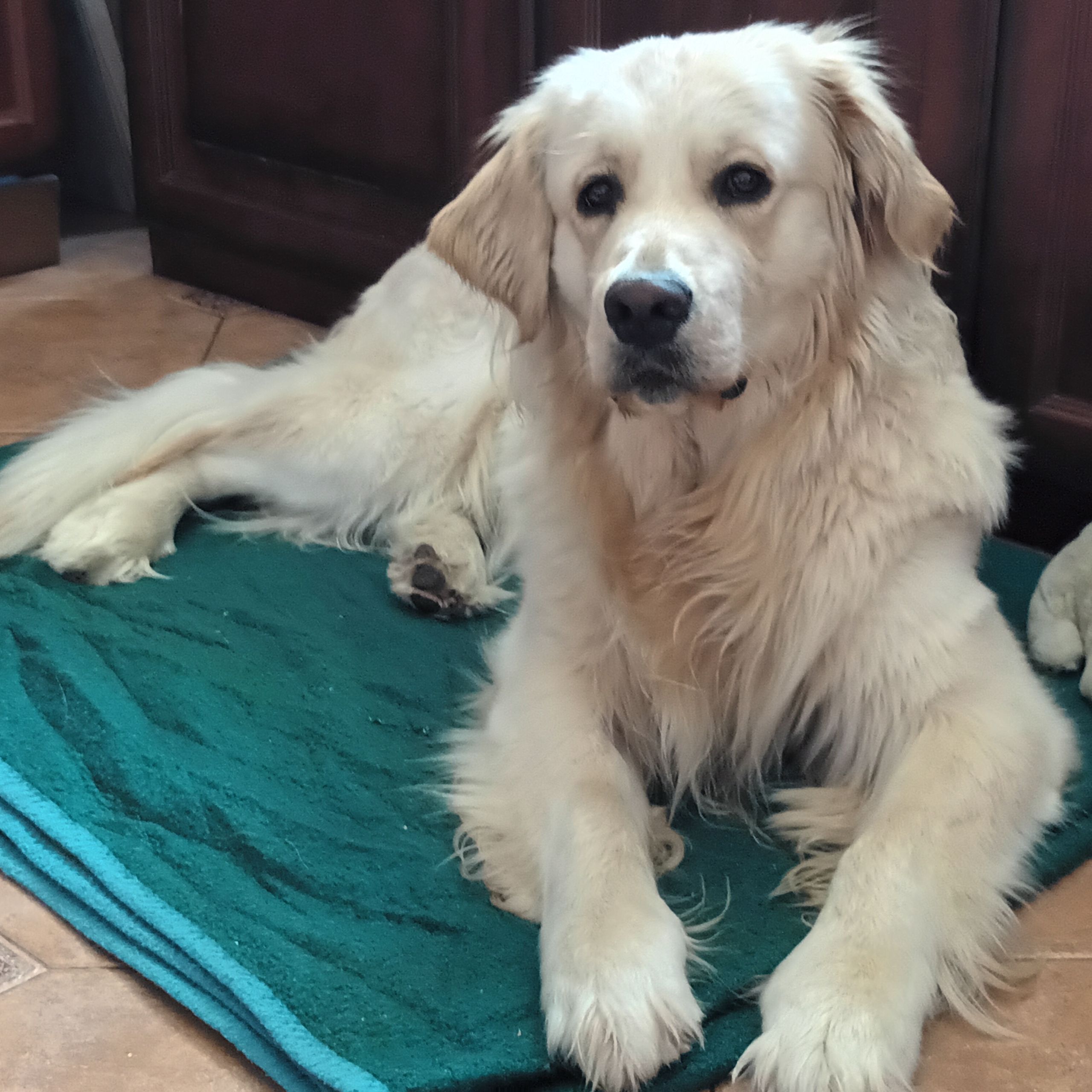Soutěžní fotografie - Buddy,  Zlatý retriever