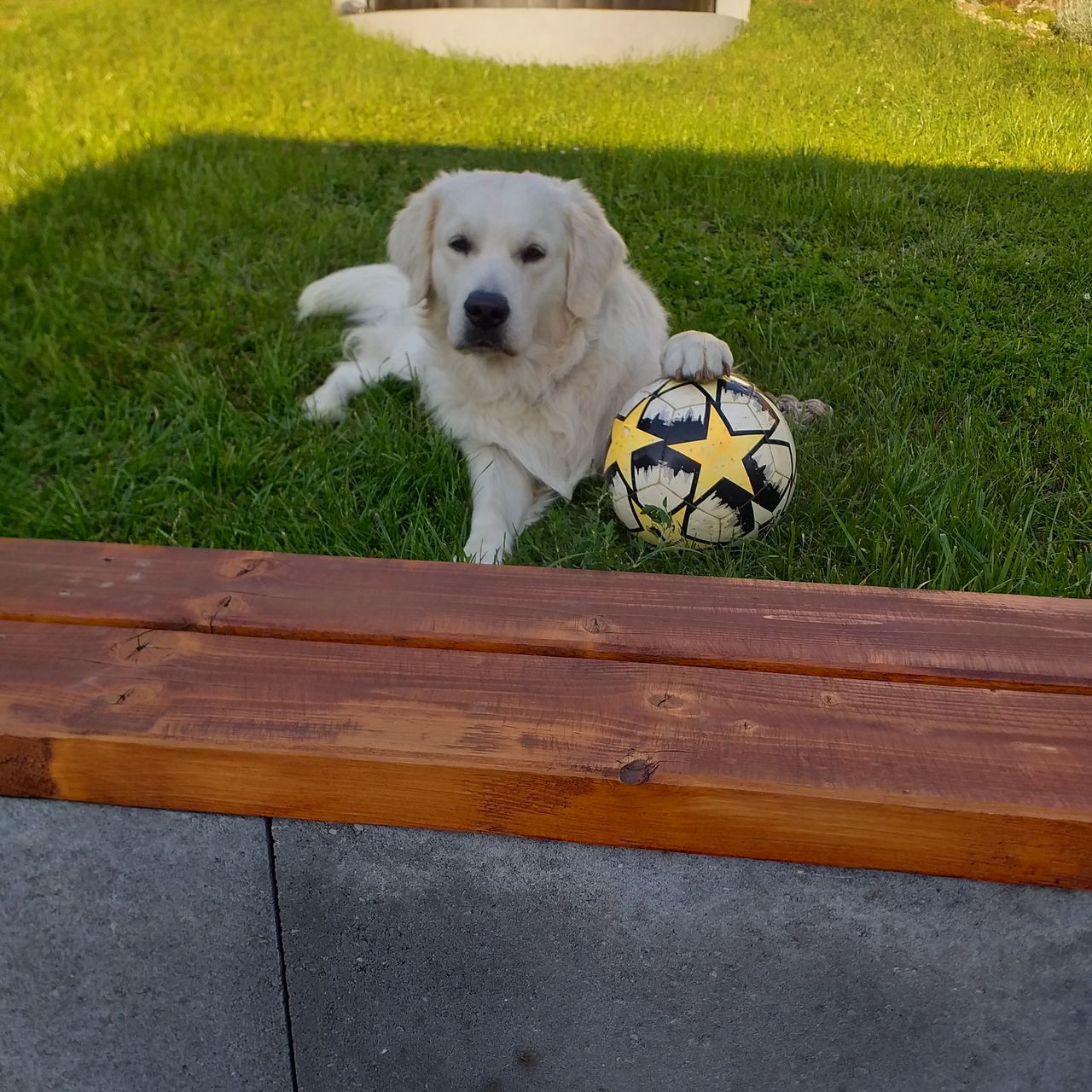 Soutěžní fotografie - Zeky,  Zlatý retriever