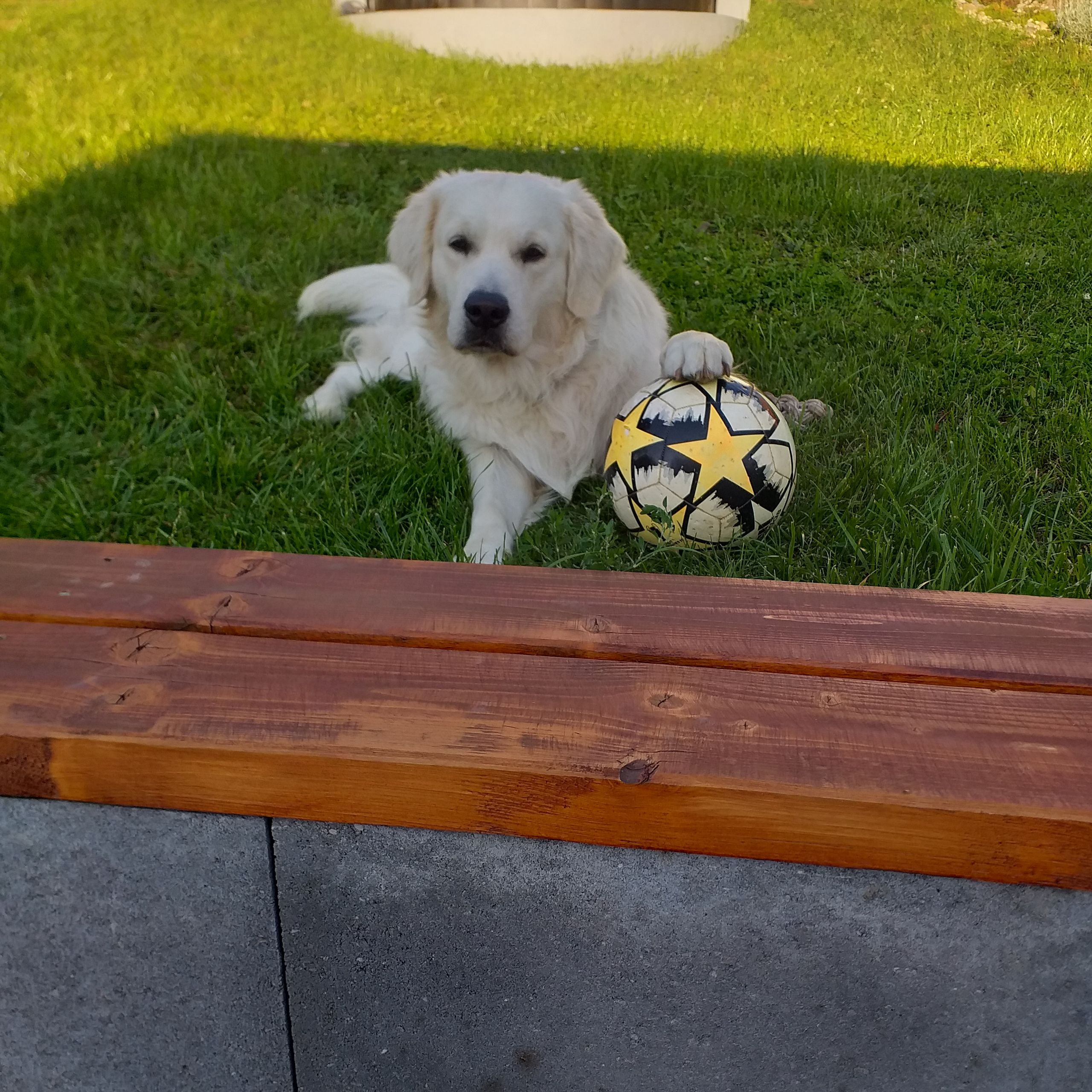 Soutěžní fotografie - Zeky,  Zlatý retriever