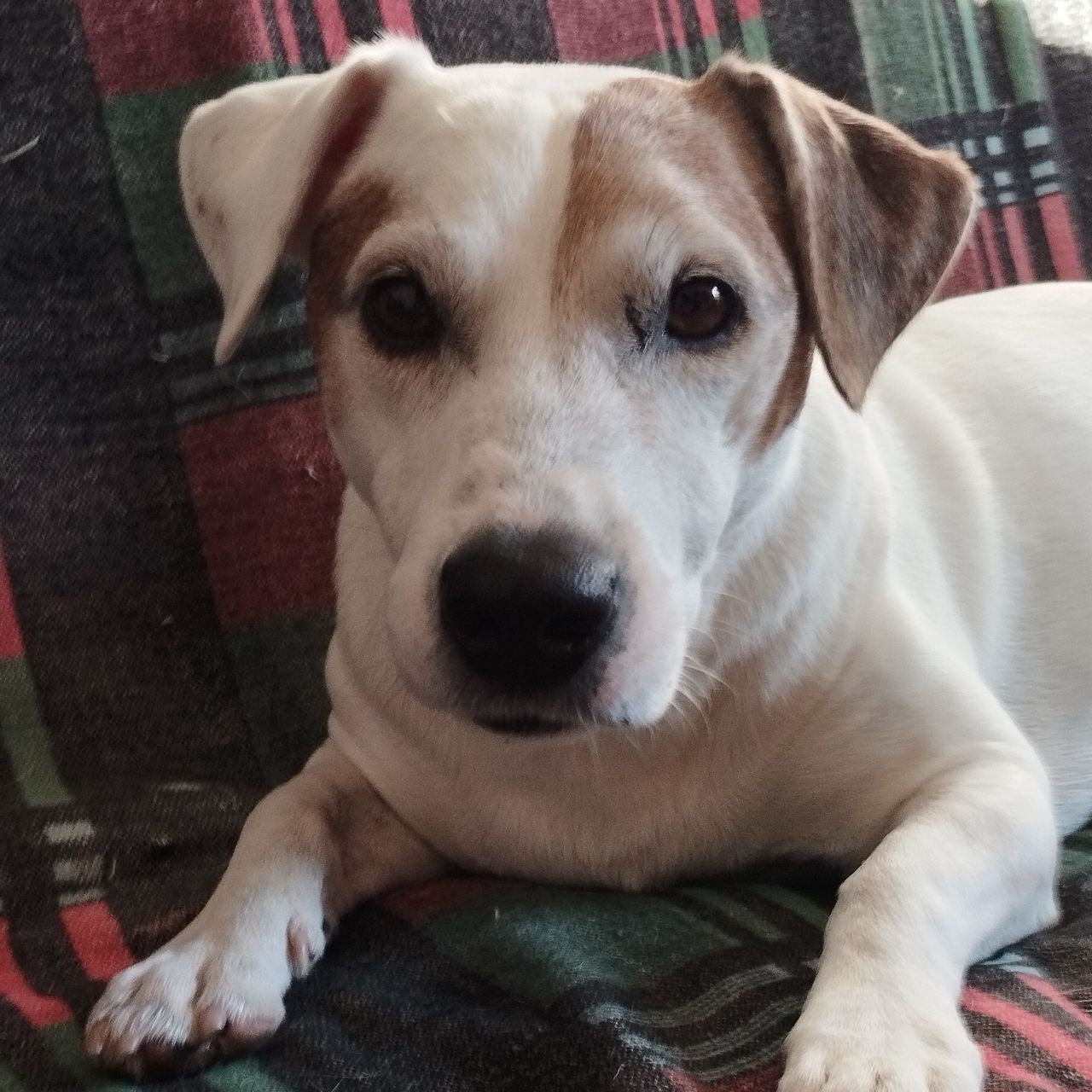 Soutěžní fotografie - Bivoj,  Jack Russell Teriér
