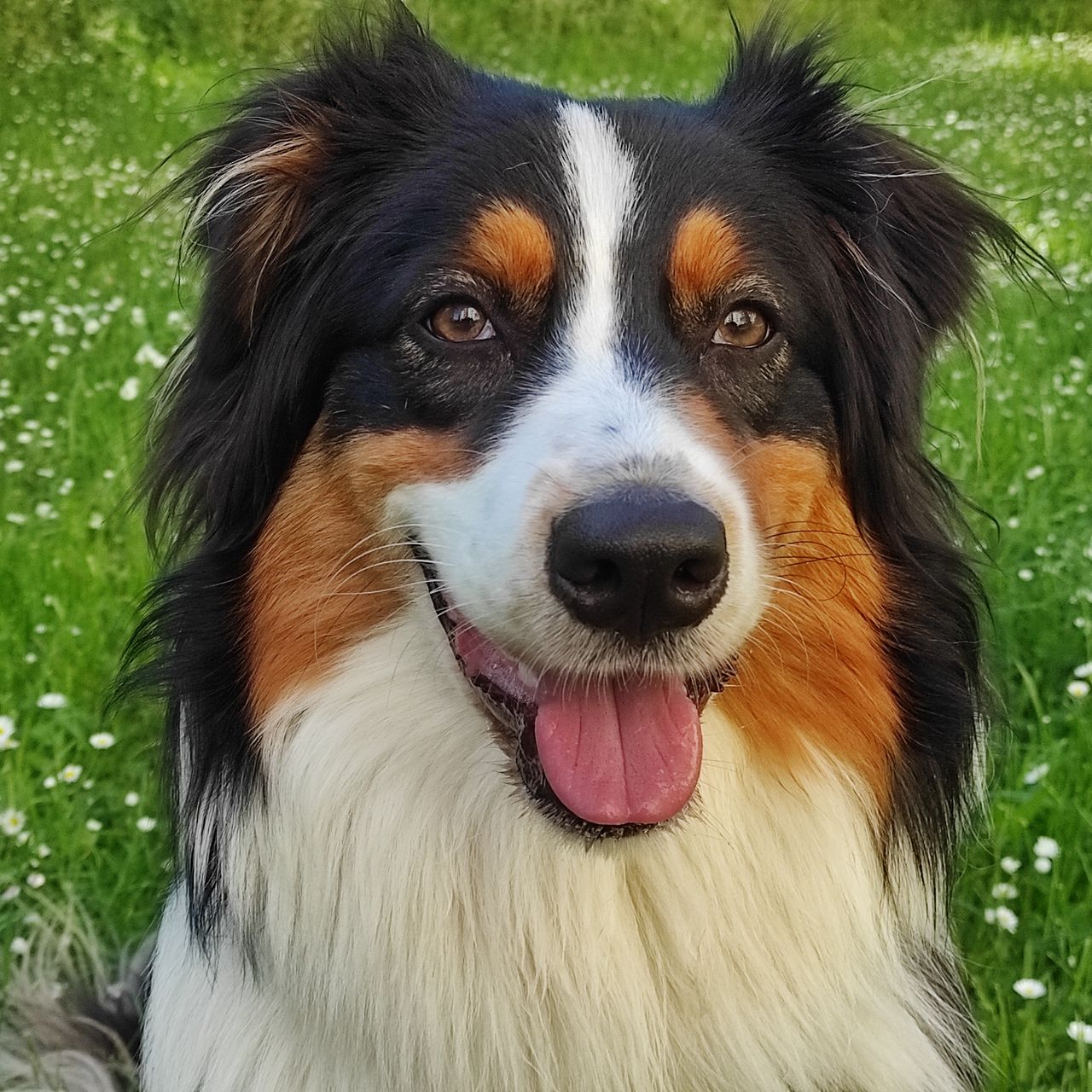 Soutěžní fotografie - Daisy,  Australský ovčák