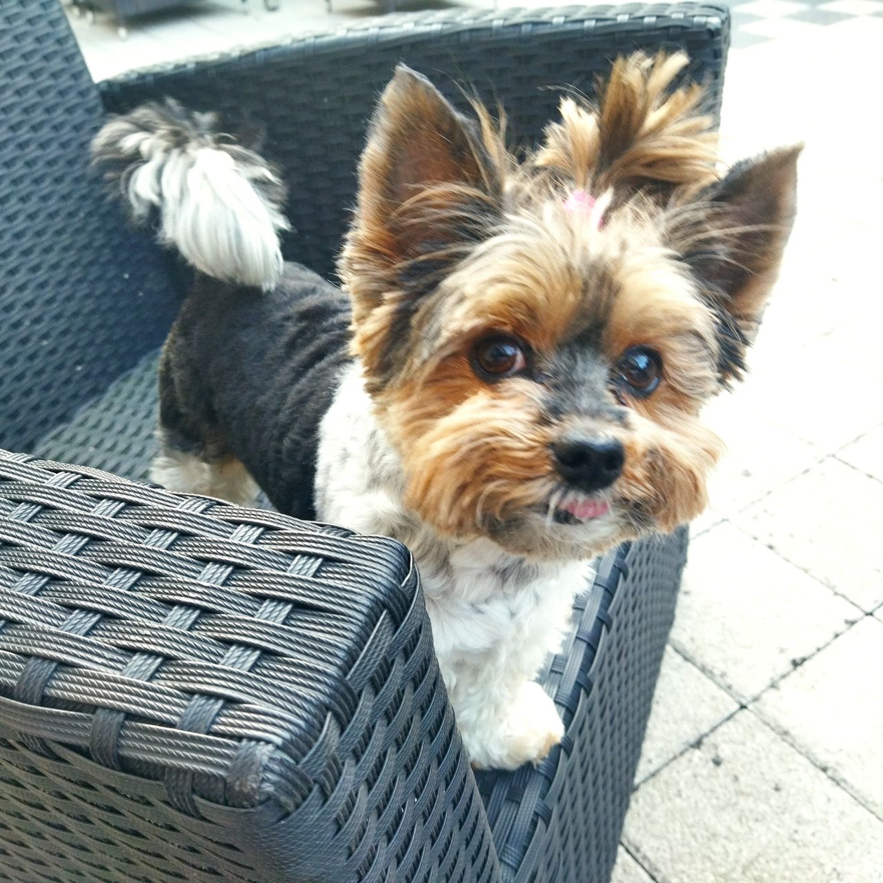 Soutěžní fotografie - Mia,  Ostatní