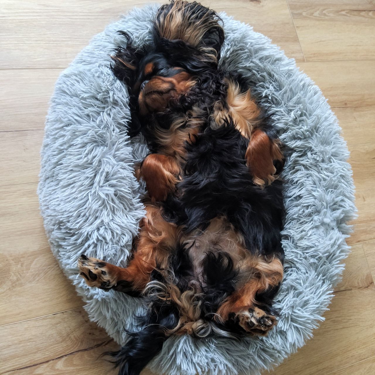 Soutěžní fotografie - Bibi,  King Charles španěl