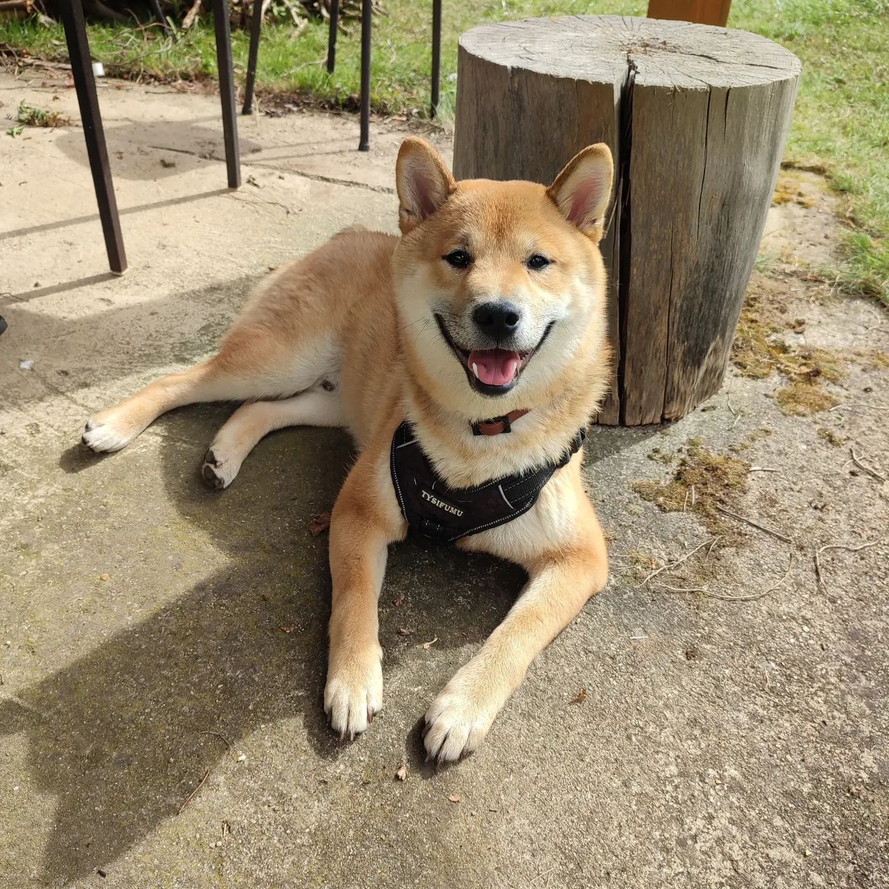 Soutěžní fotografie - Goméz ,  Shiba