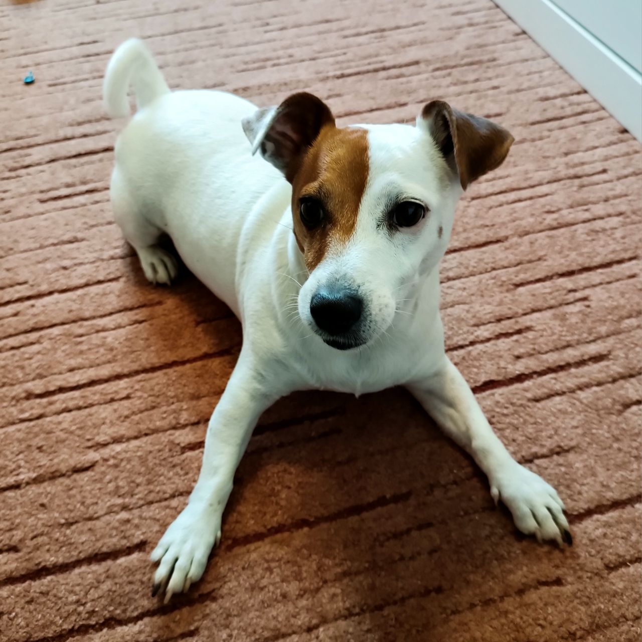 Soutěžní fotografie - Max,  Jack Russell Teriér