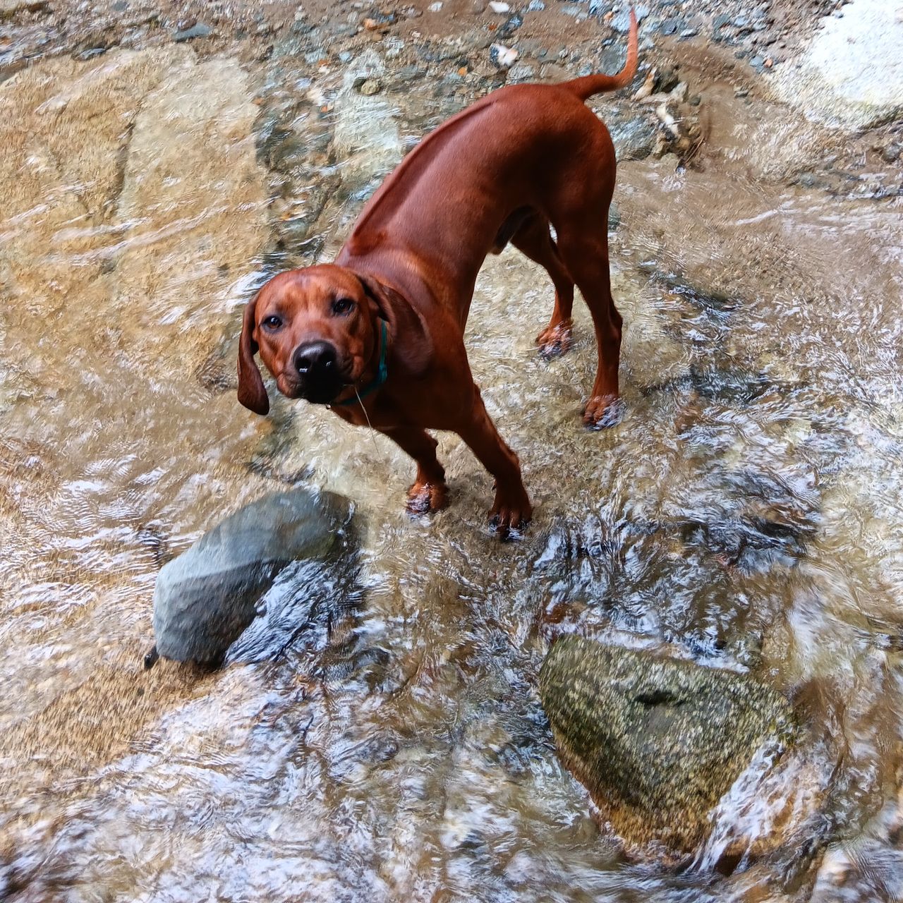 Soutěžní fotografie - Waldi,  Rhodéský ridgeback