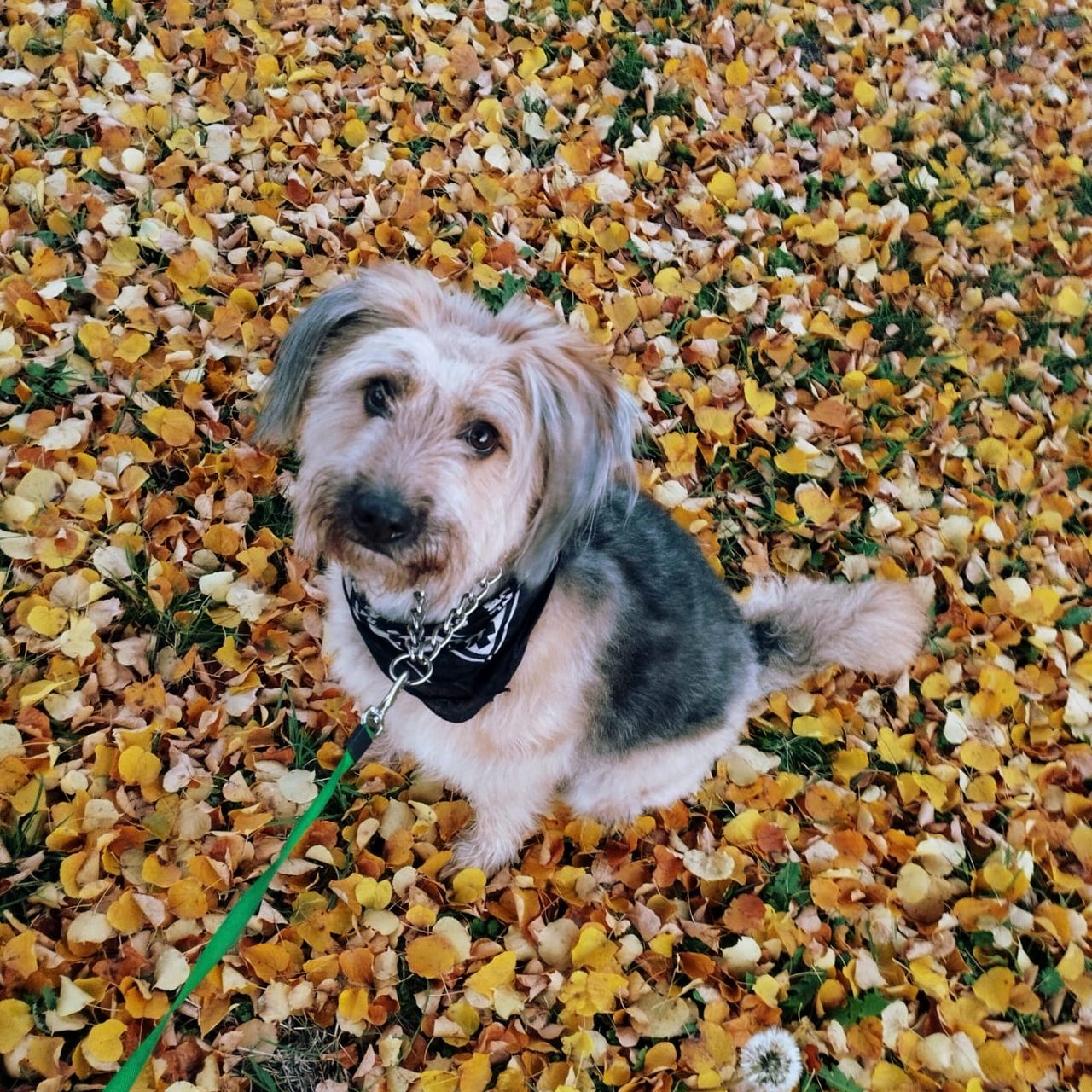 Soutěžní fotografie - Molly,  Ostatní