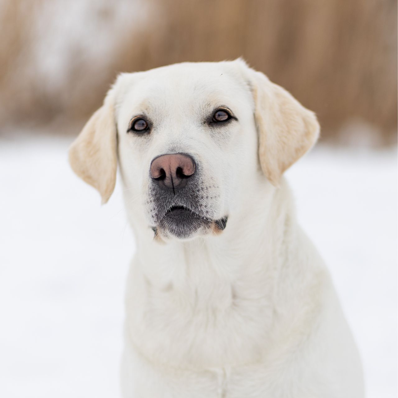 Soutěžní fotografie - Anabell ,  Labradorský retriever