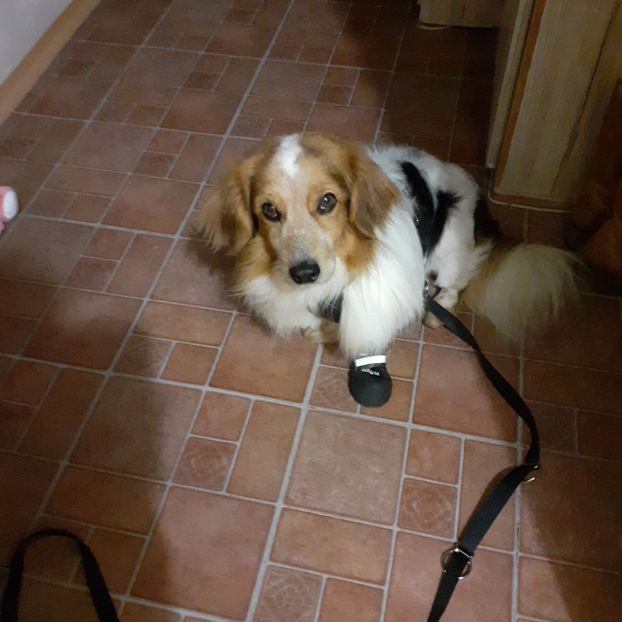 Soutěžní fotografie - Dobby,  Ostatní