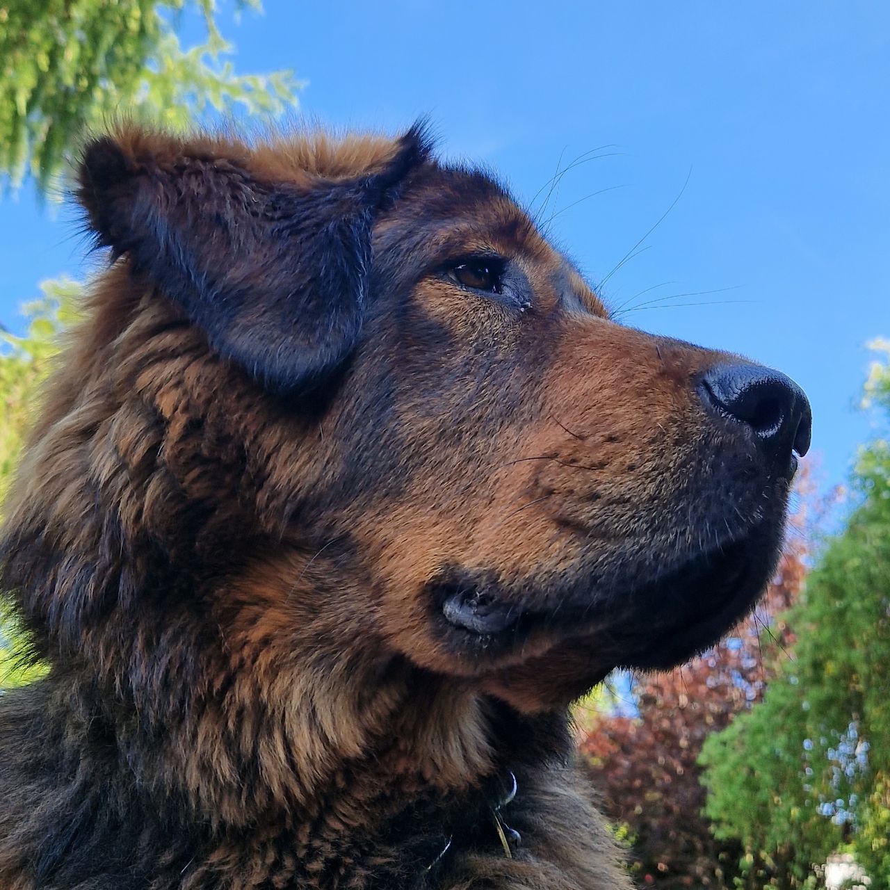 Soutěžní fotografie - Majda,  Tibetská doga