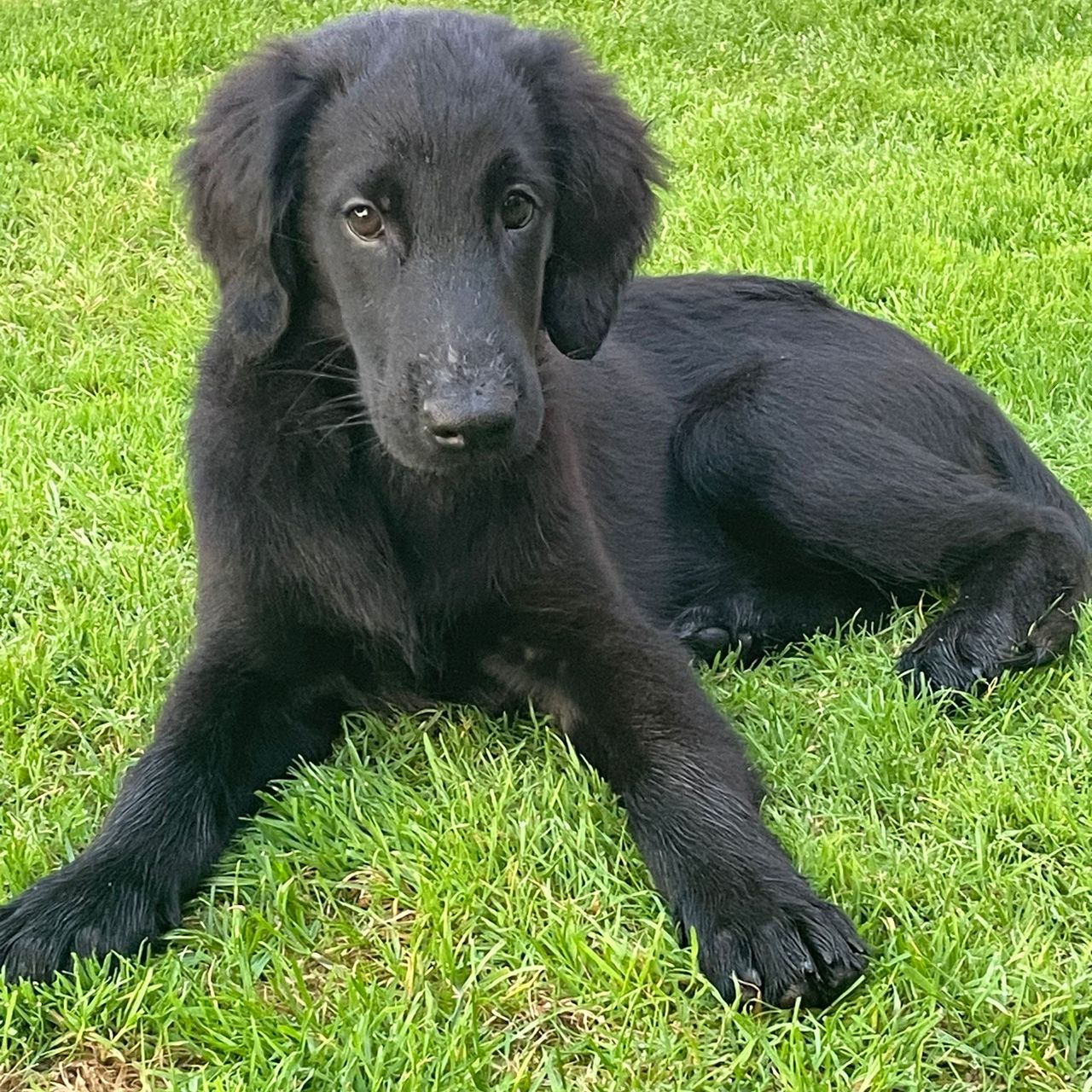 Soutěžní fotografie - Aira,  Flat Coated Retriever