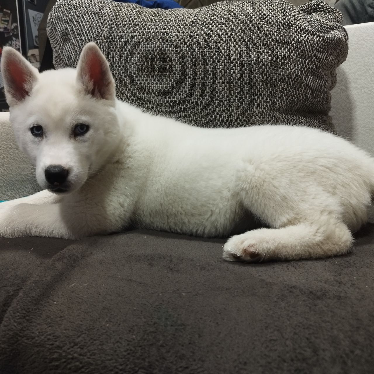 Soutěžní fotografie - Annie,  Sibiřský husky