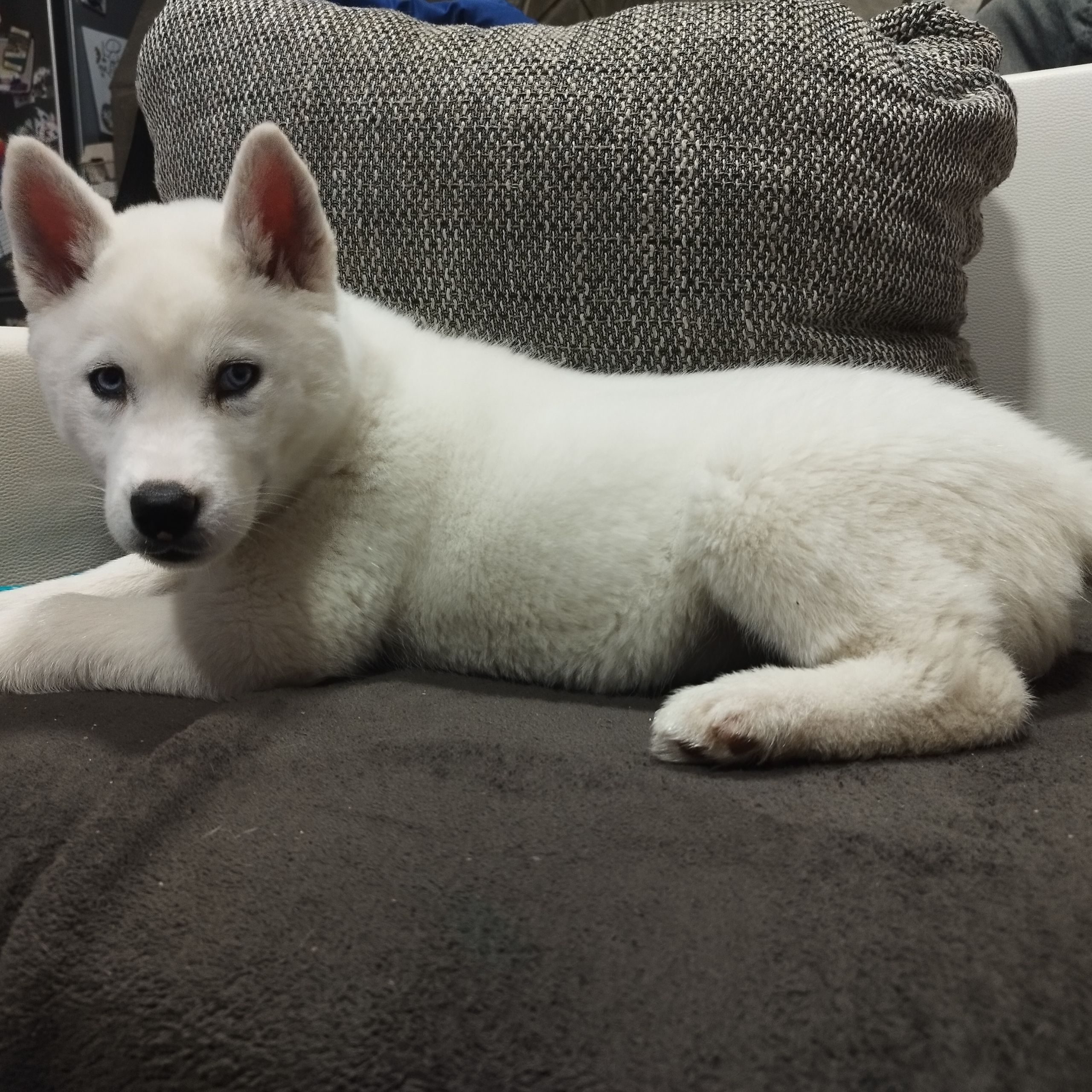 Soutěžní fotografie - Annie,  Sibiřský husky
