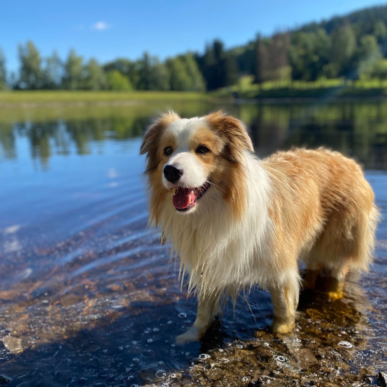 Soutěžní fotografie - Tobi,  Border kolie