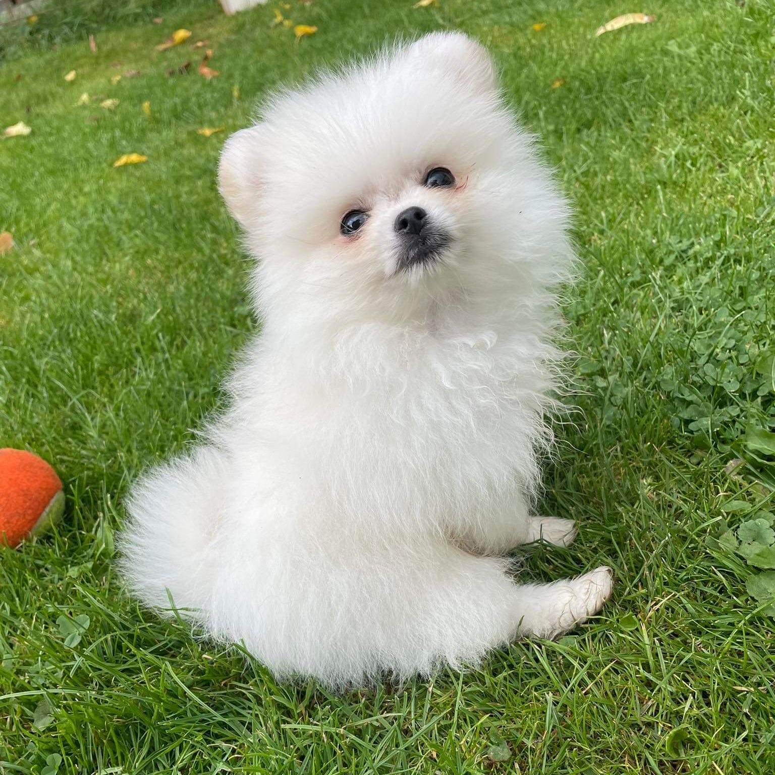 Soutěžní fotografie - Teddy,  Ostatní