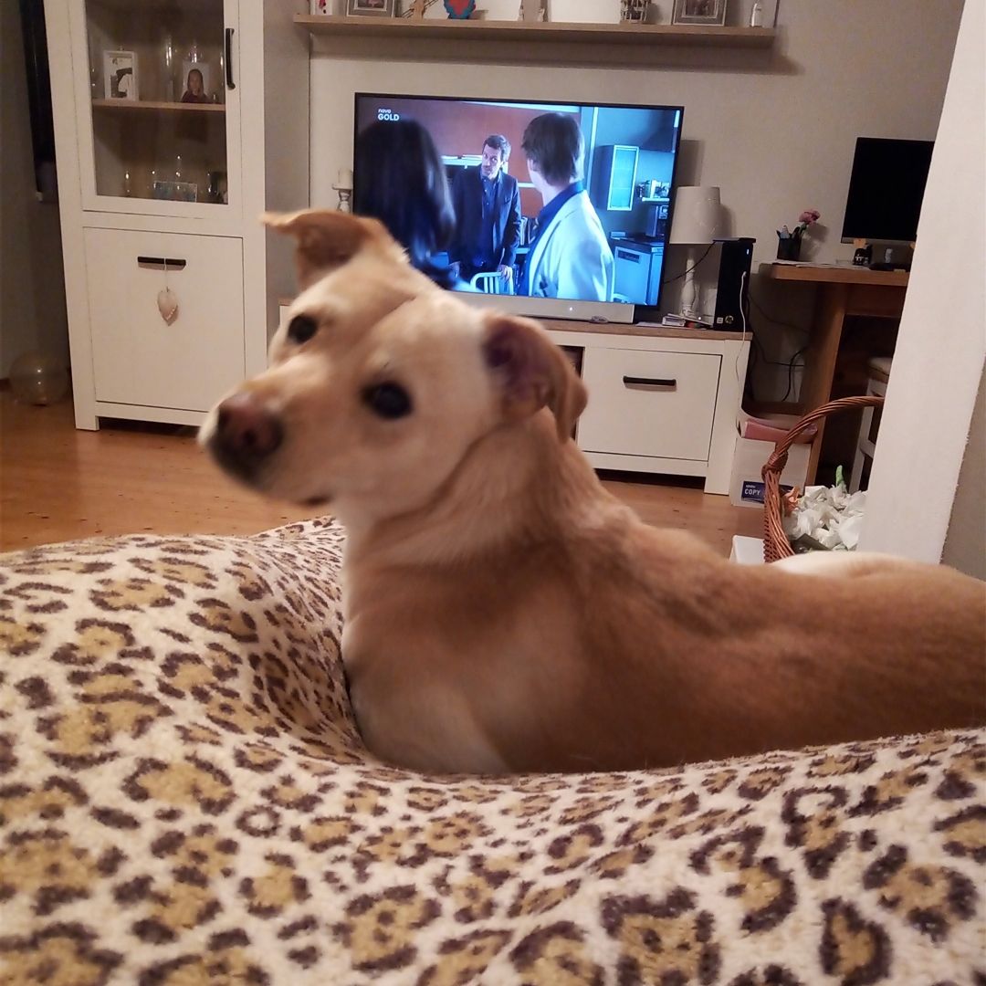 Soutěžní fotografie - Max,  Ostatní