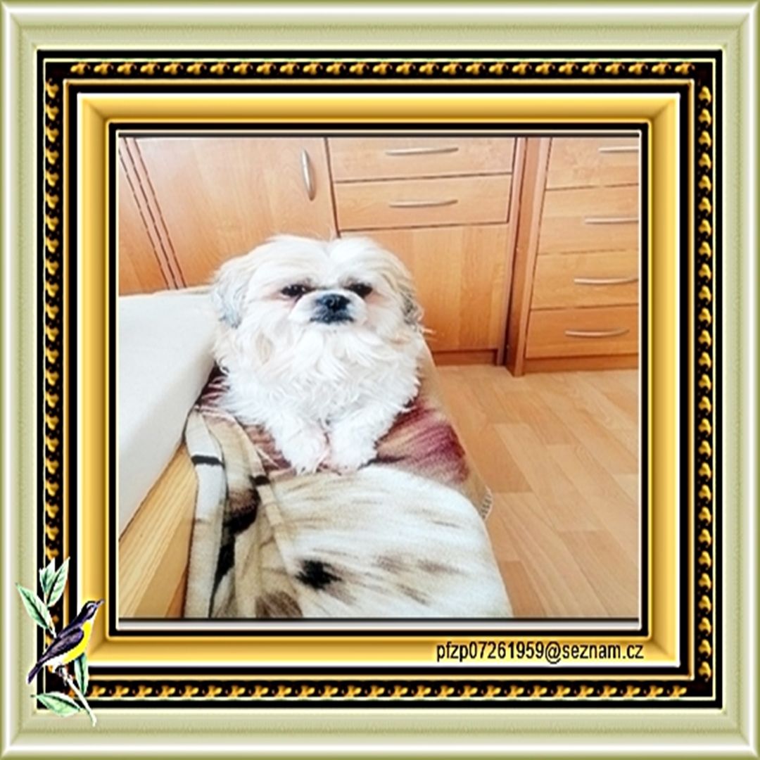 Soutěžní fotografie - Brigitka,  Shih-tzu