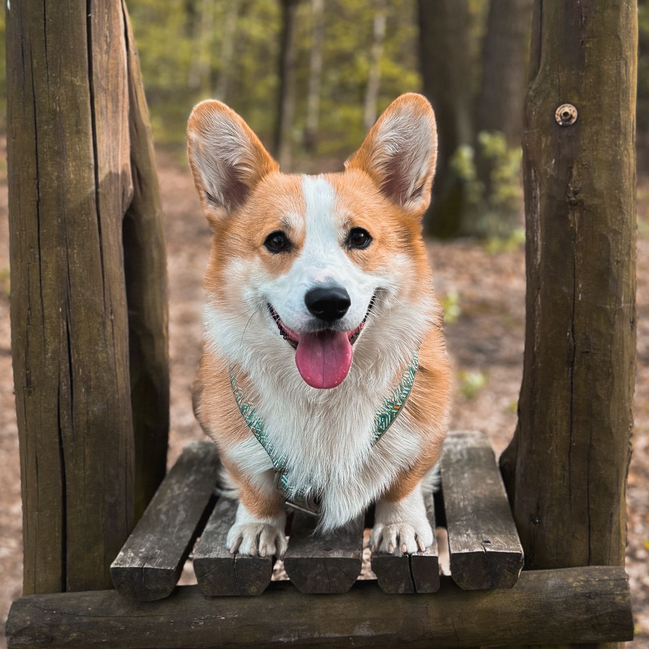 Soutěžní fotografie - Colt,  Welsh Corgi Pembroke