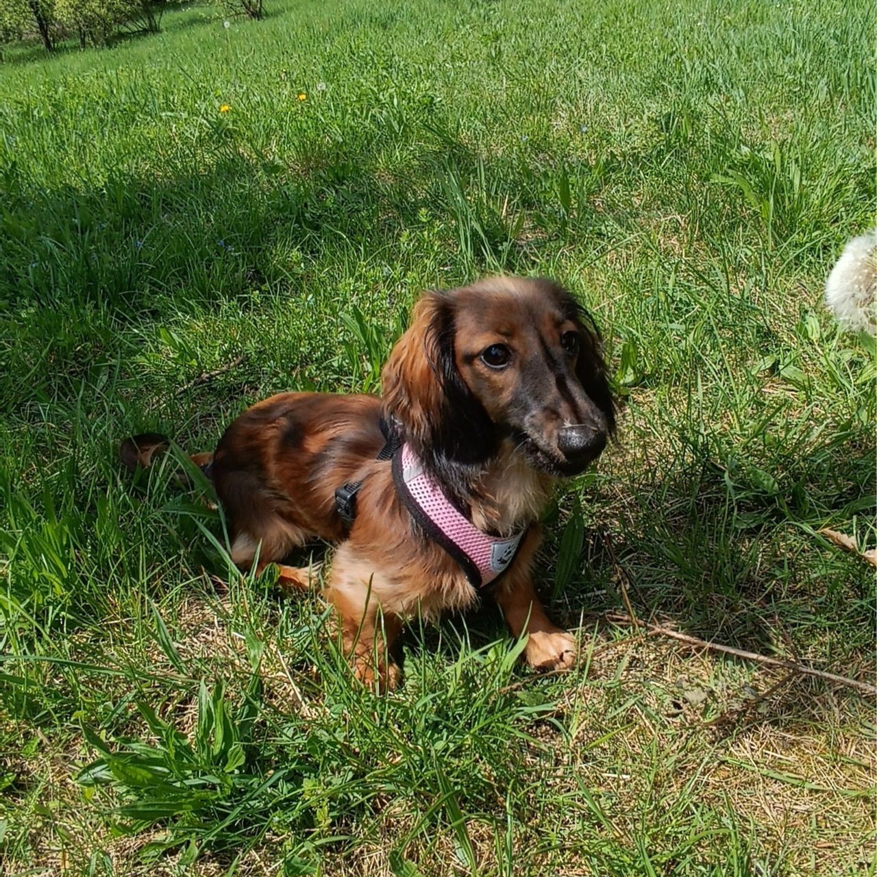 Soutěžní fotografie - Mia,  Jezevčík