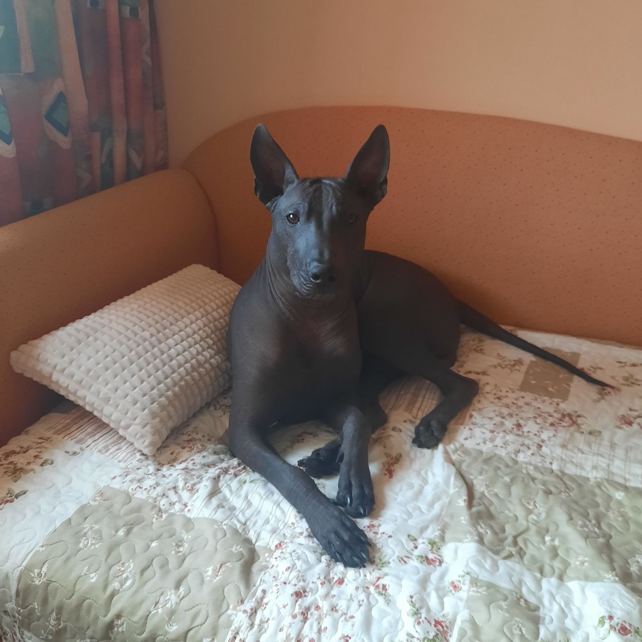 Soutěžní fotografie - Cualli,  Mexický naháč